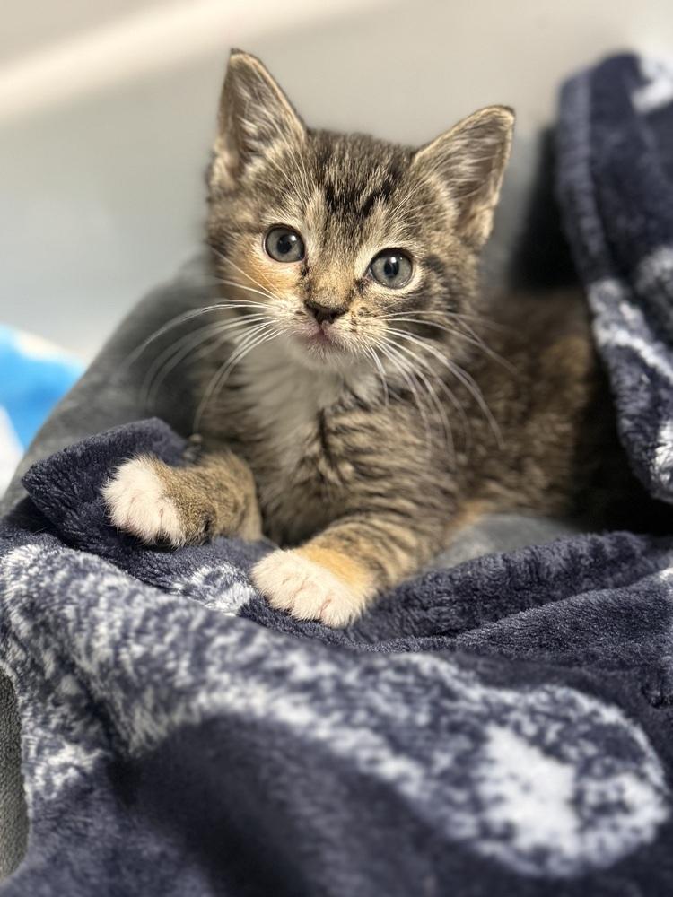Enlarge Holly-Warehouse single, a Adoptable Domestic Short Hair in Telford, PA image 3/5