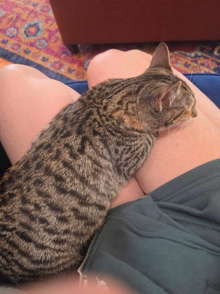 Enlarge Holly-Warehouse single, a Adoptable Domestic Short Hair in Telford, PA image 5/5