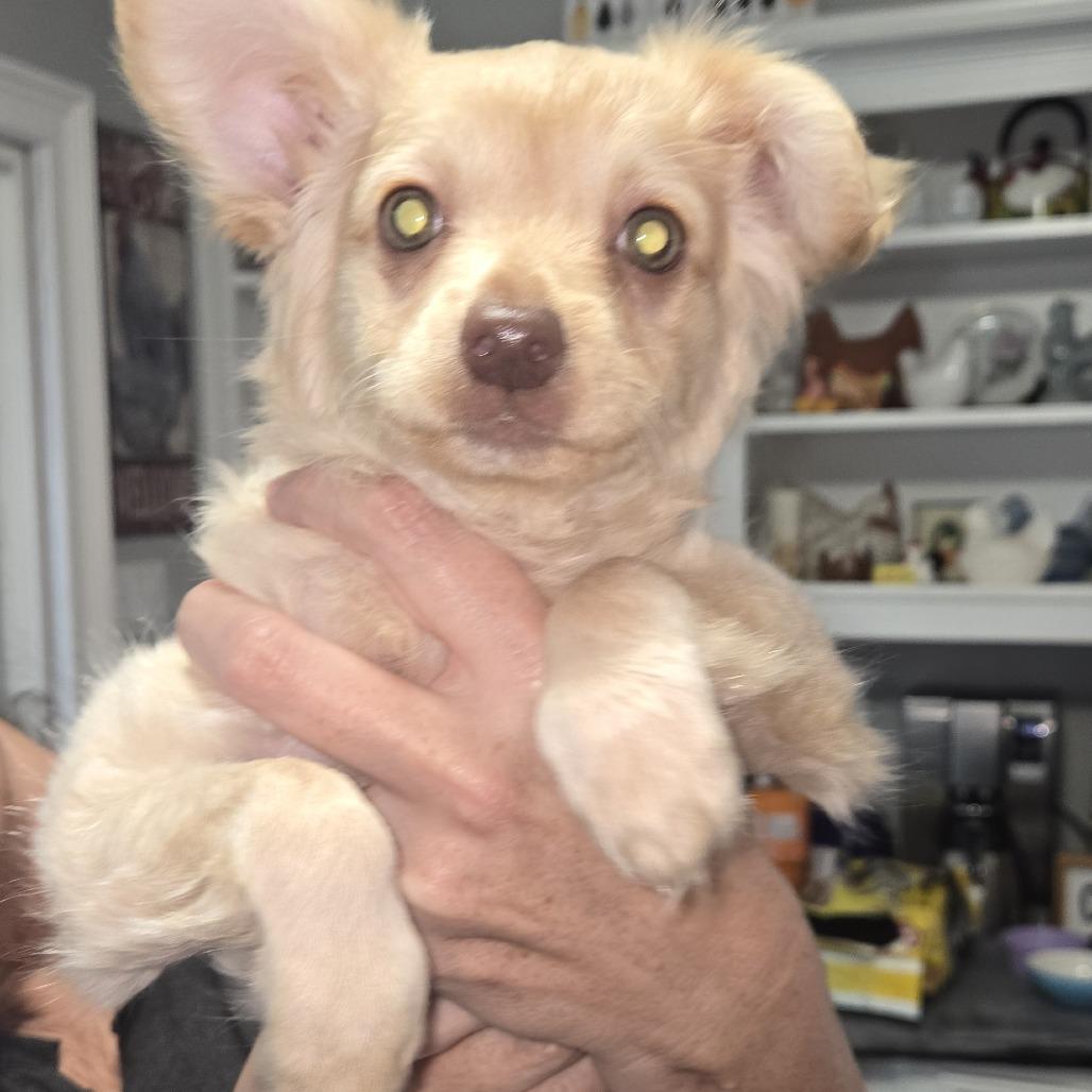 luke, Adoptable, Puppy Male Chihuahua & Mixed Breed.