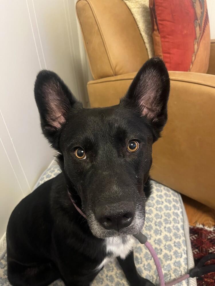 Enlarge Leo, a Adoptable mixed breed in Manhattan, NY image 2/4