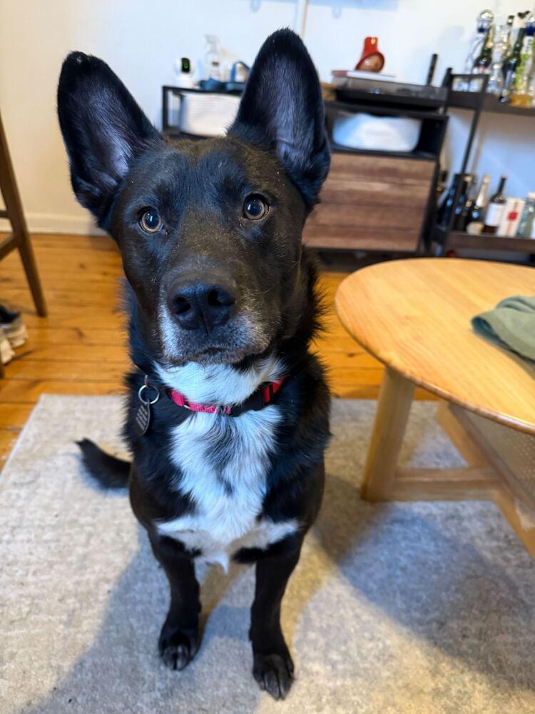 Enlarge Leo, a Adoptable mixed breed in Manhattan, NY image 3/4