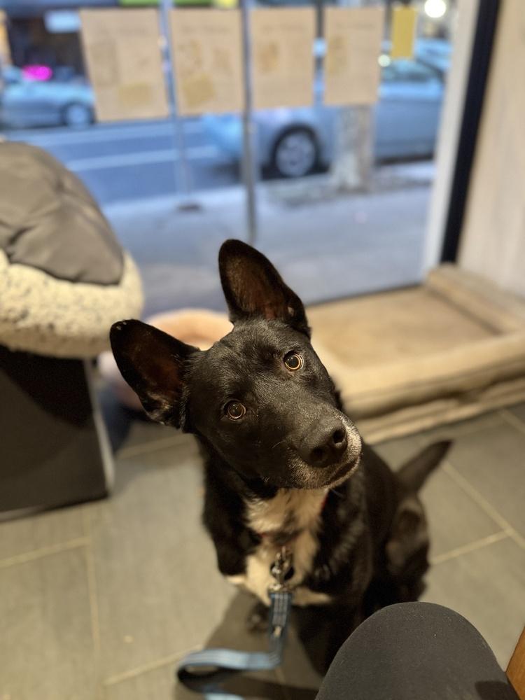 Enlarge Leo, a Adoptable mixed breed in Manhattan, NY image 4/4