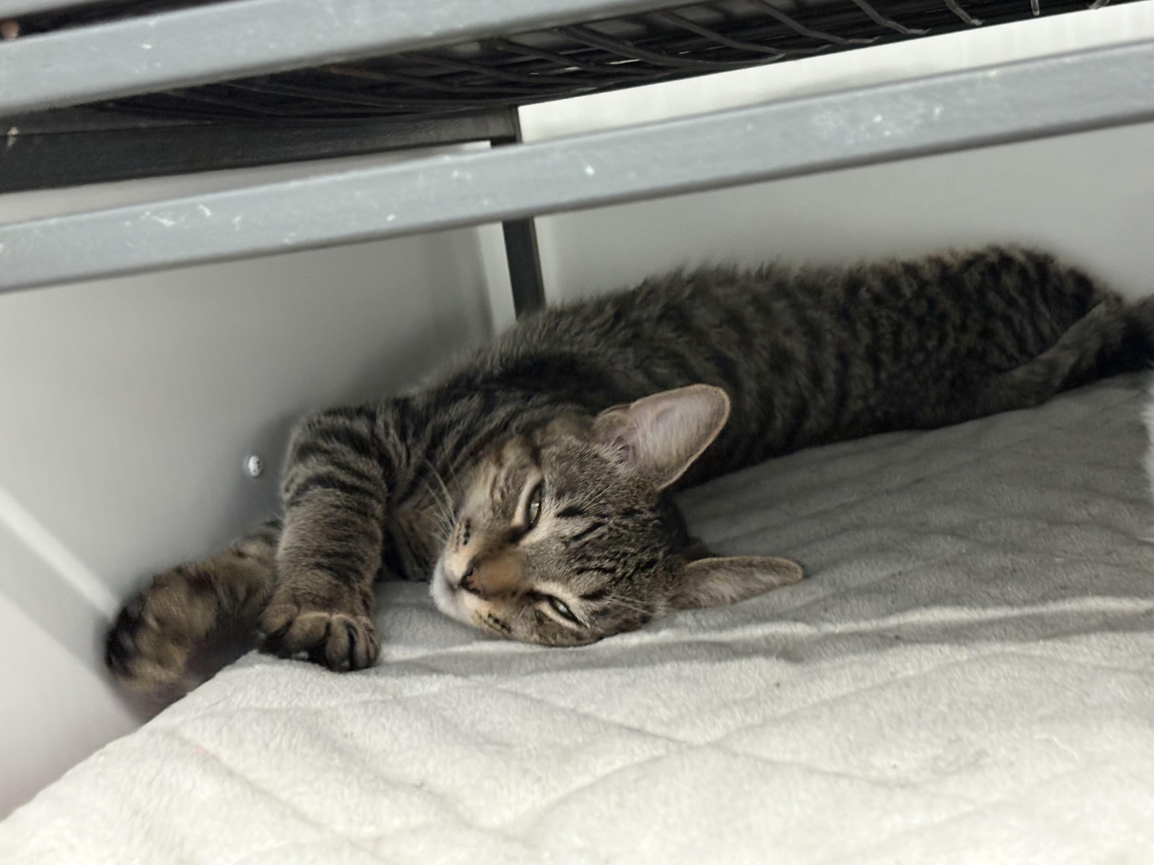 Blaze, Adoptable, Young Male Domestic Short Hair.