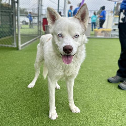 BELUGA, Adoptable, Adult Male Siberian Husky & Mixed Breed.