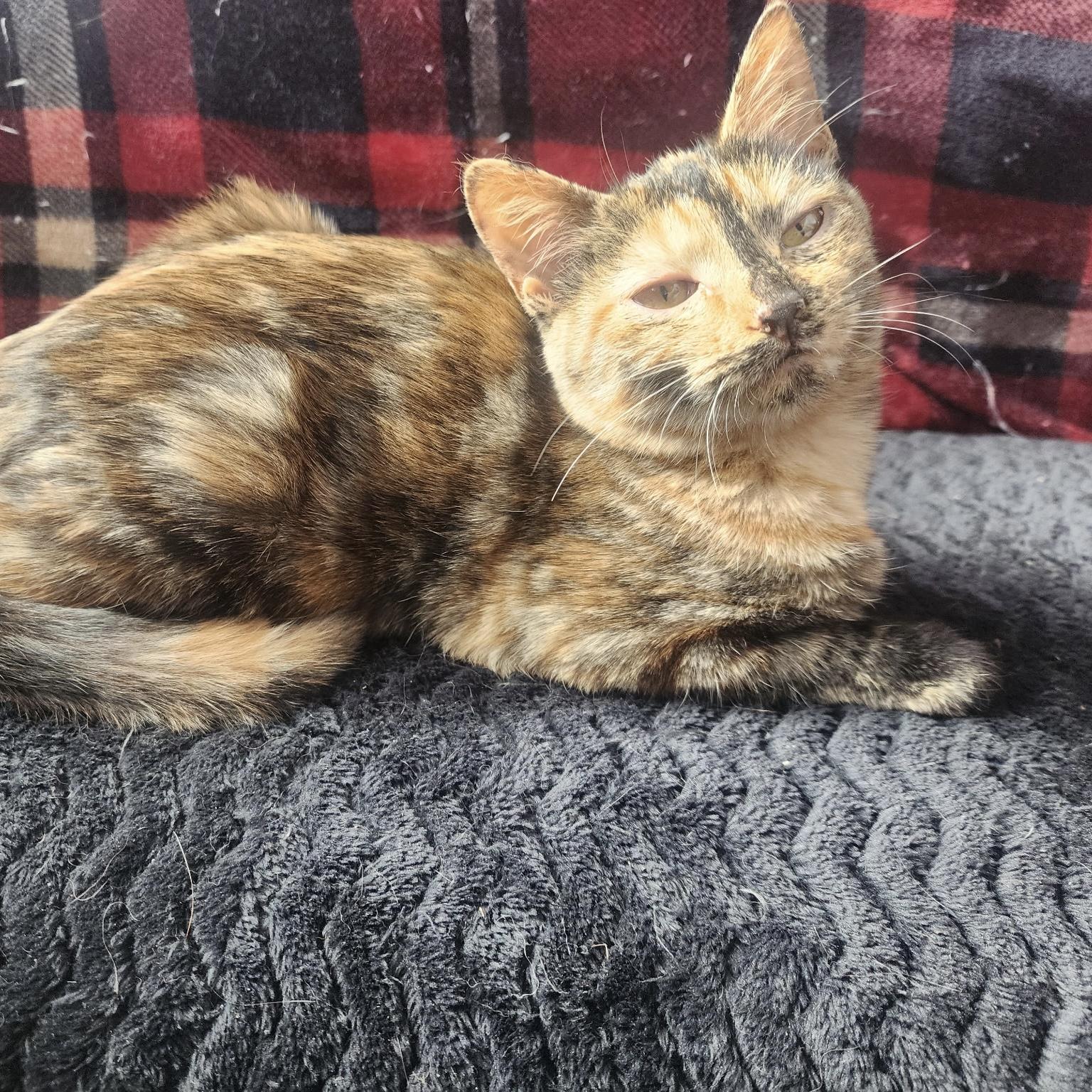 Maple, ADOPTABLE, Young Female Tortoiseshell.