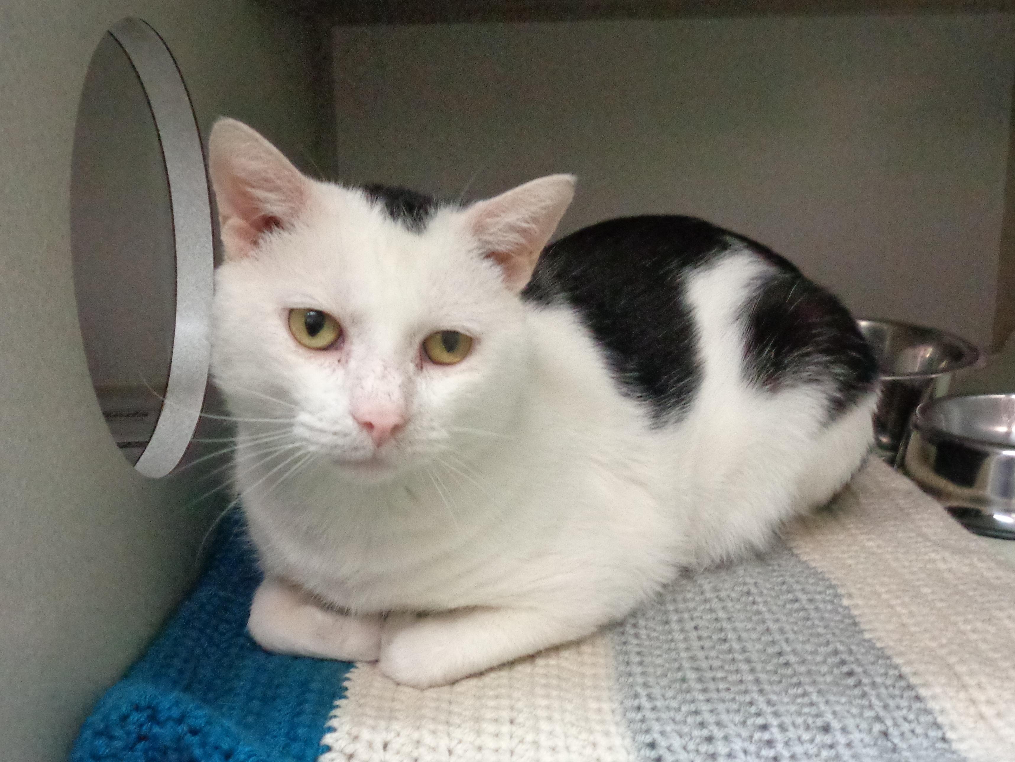 WISCONSIN, Adoptable, Young Male Domestic Short Hair.