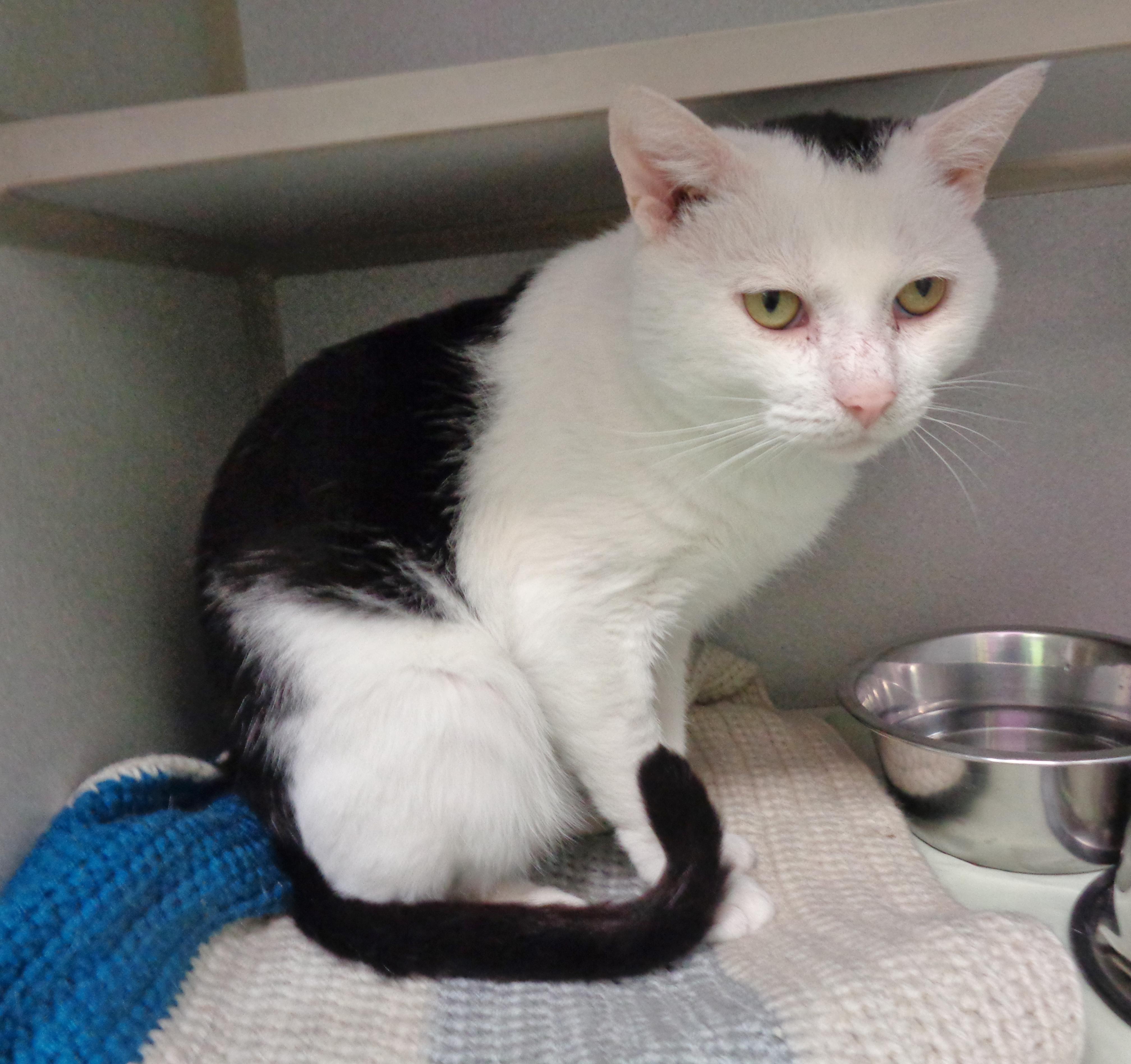 WISCONSIN, a Adoptable Domestic Short Hair in Delhi, NY image 2/6