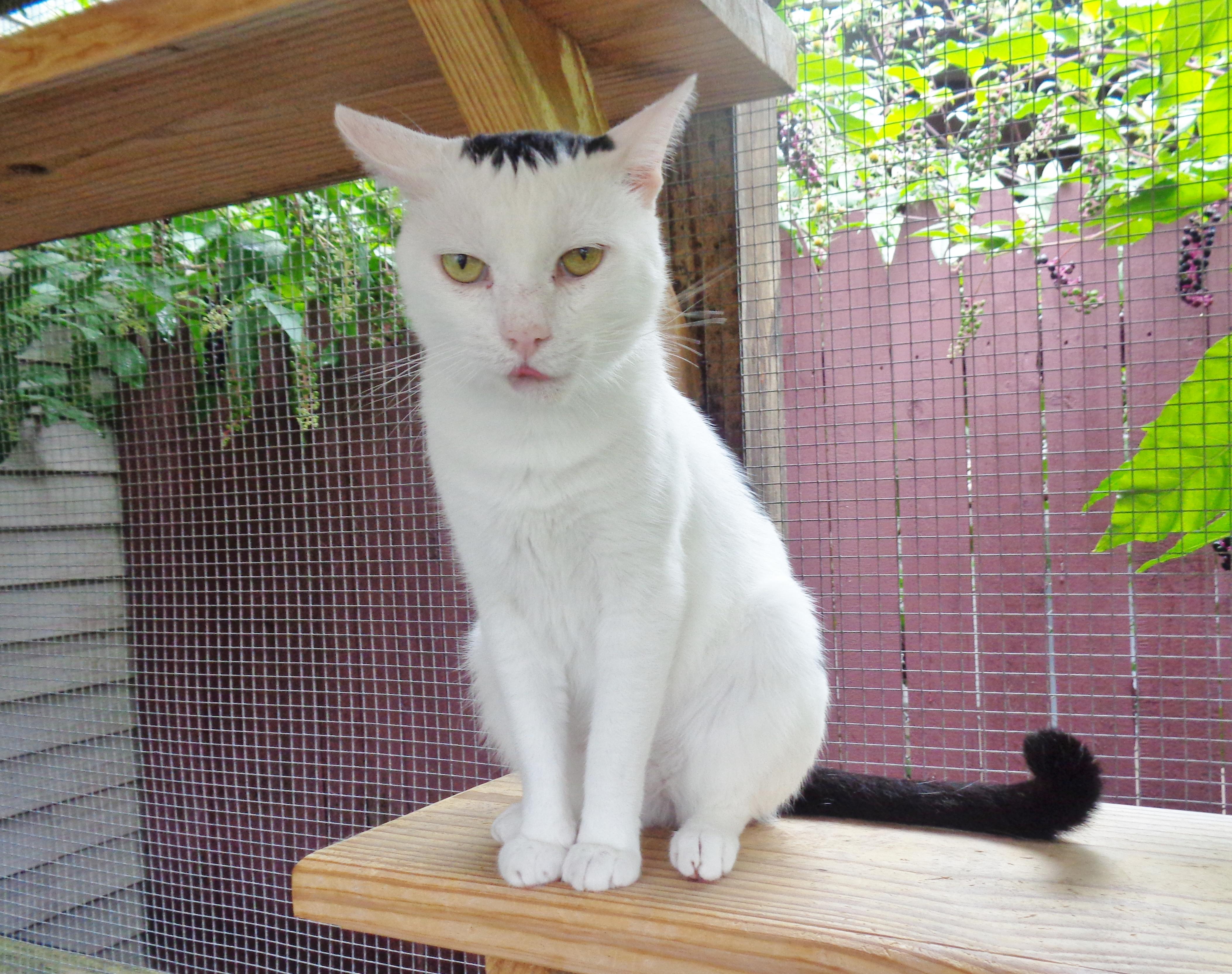 WISCONSIN, a Adoptable Domestic Short Hair in Delhi, NY image 3/6