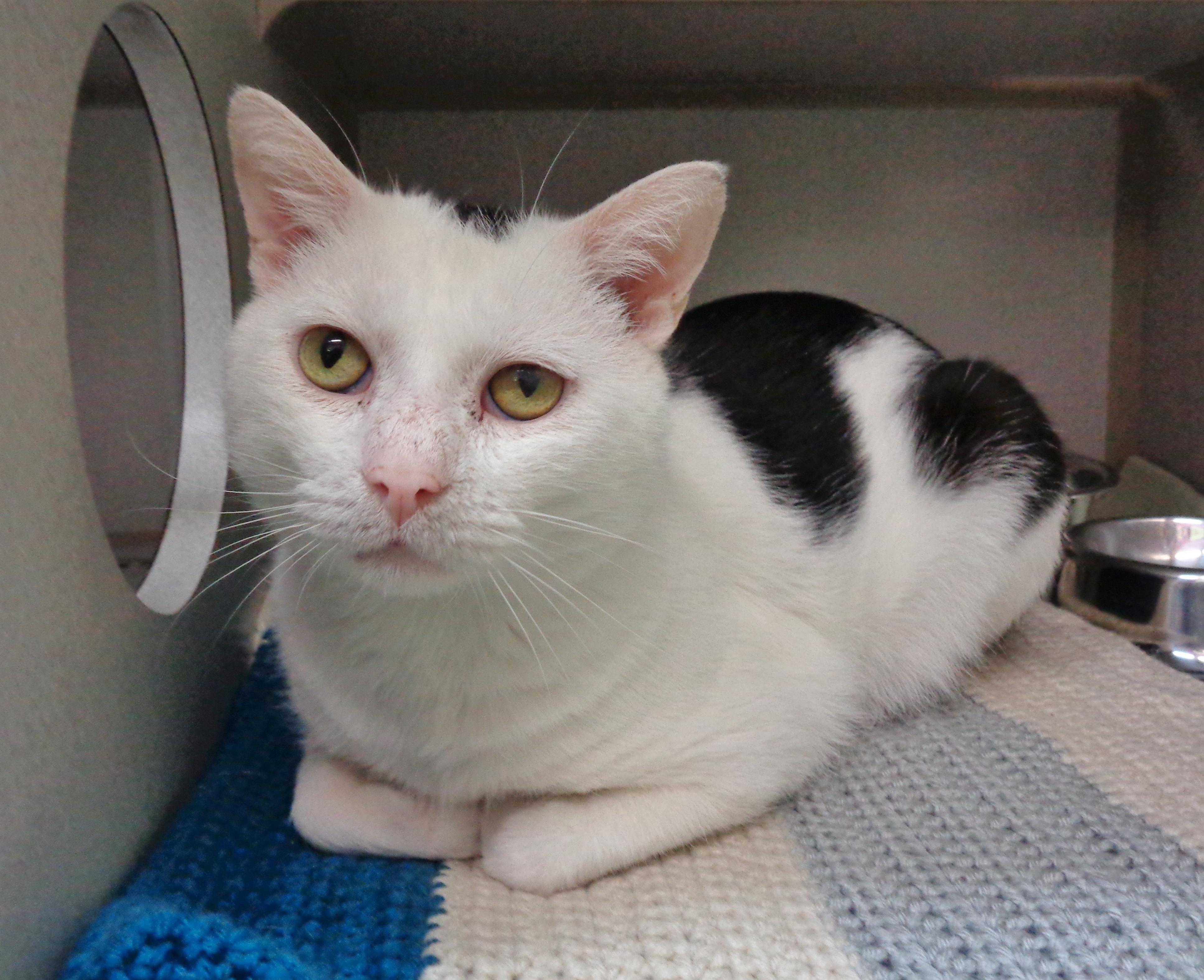 WISCONSIN, a Adoptable Domestic Short Hair in Delhi, NY image 5/6