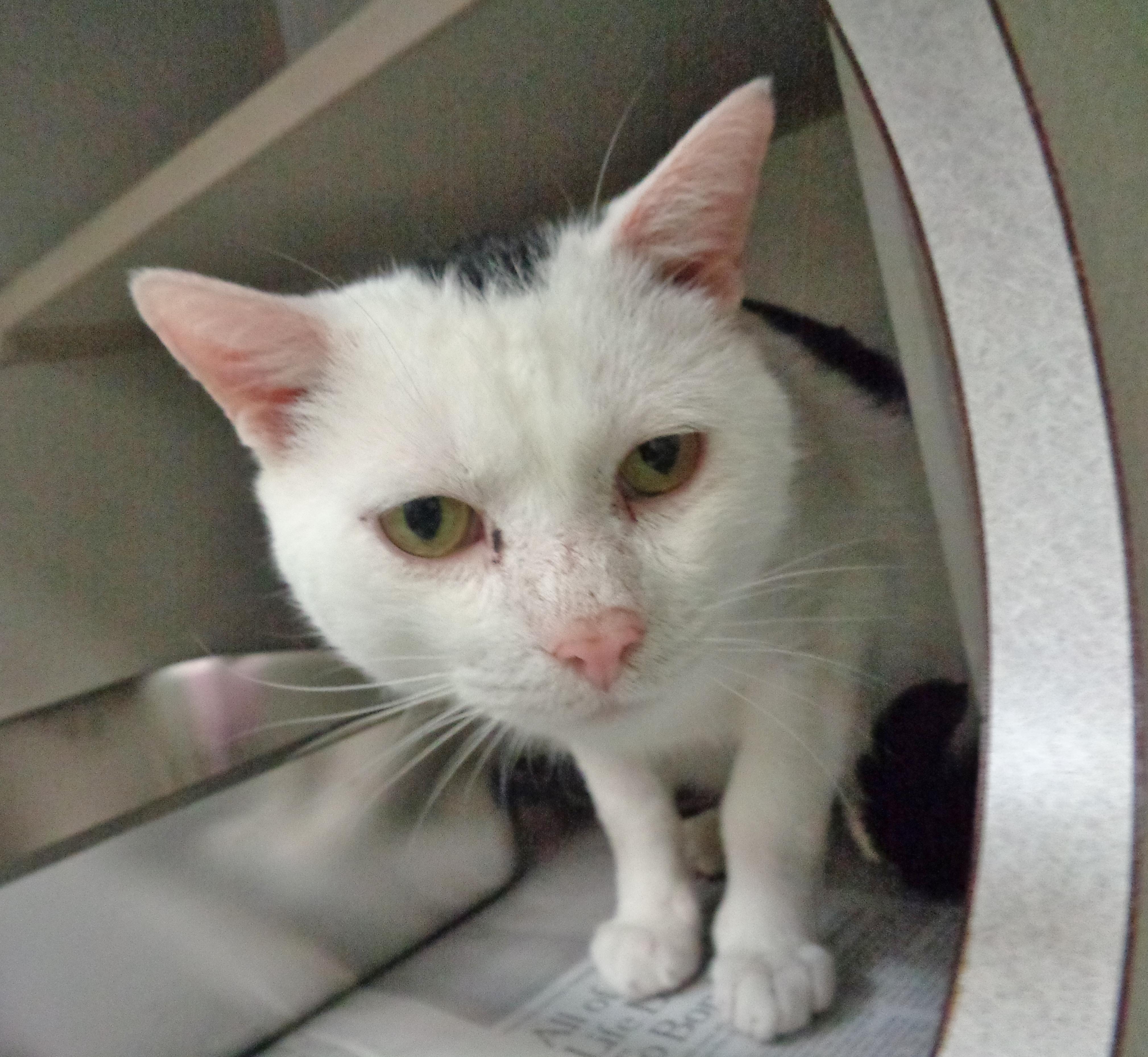 WISCONSIN, a Adoptable Domestic Short Hair in Delhi, NY image 6/6