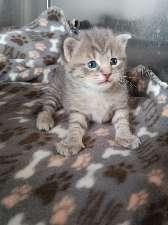 Enlarge MISU, a ADOPTABLE mixed breed in Seymour, IN image 1/1