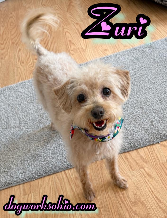 Enlarge Zuri, a Adoptable mixed breed in Toledo, OH image 1/1