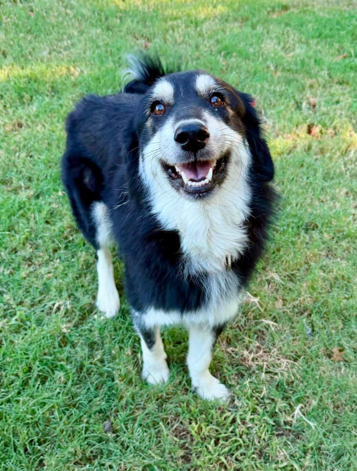 Jorgia, a ADOPTABLE mixed breed in Tulsa, OK image 5/6
