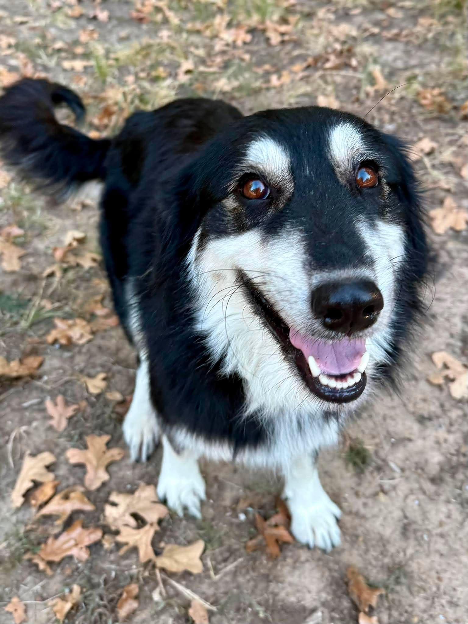 Jorgia, a ADOPTABLE mixed breed in Tulsa, OK image 4/6