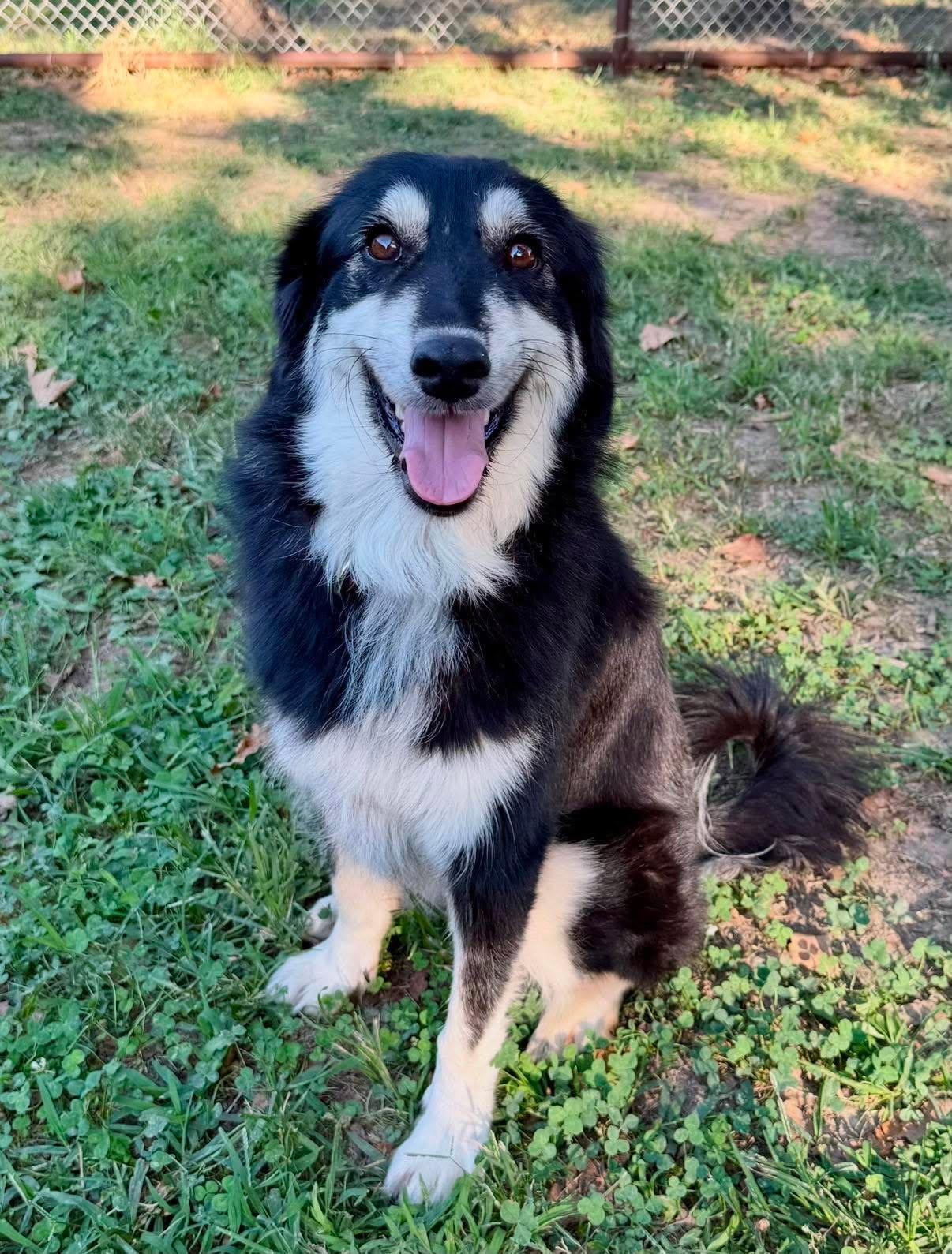 Jorgia, a ADOPTABLE mixed breed in Tulsa, OK image 6/6
