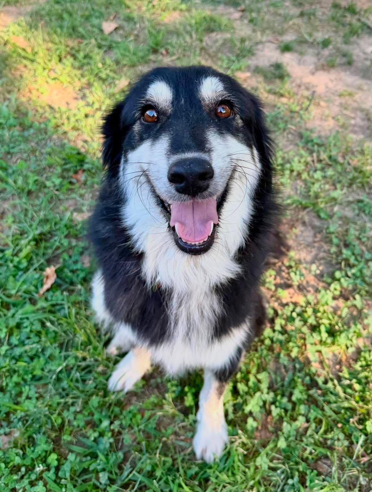 Jorgia, a ADOPTABLE mixed breed in Tulsa, OK image 2/6