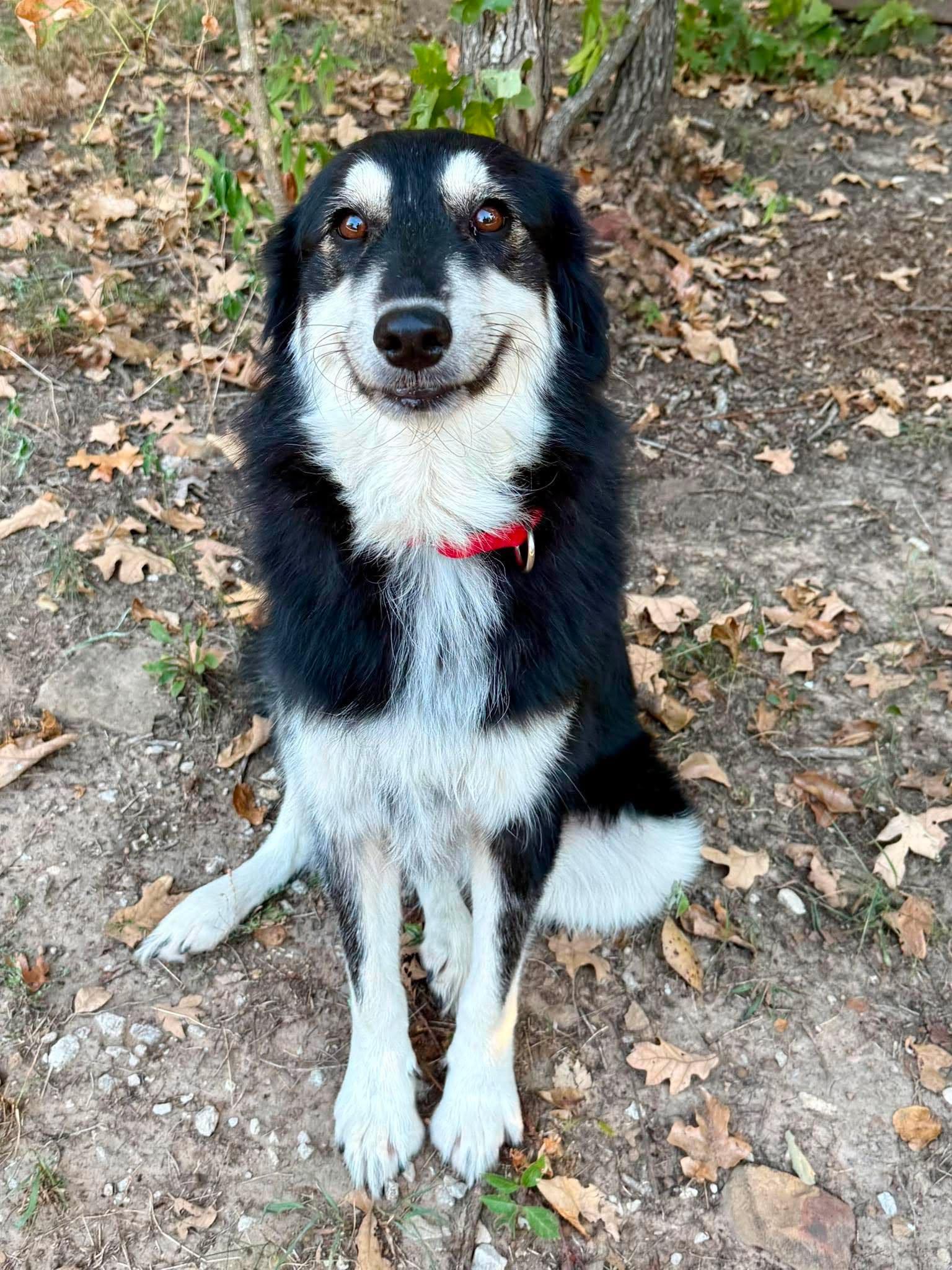 Jorgia, a ADOPTABLE mixed breed in Tulsa, OK image 3/6