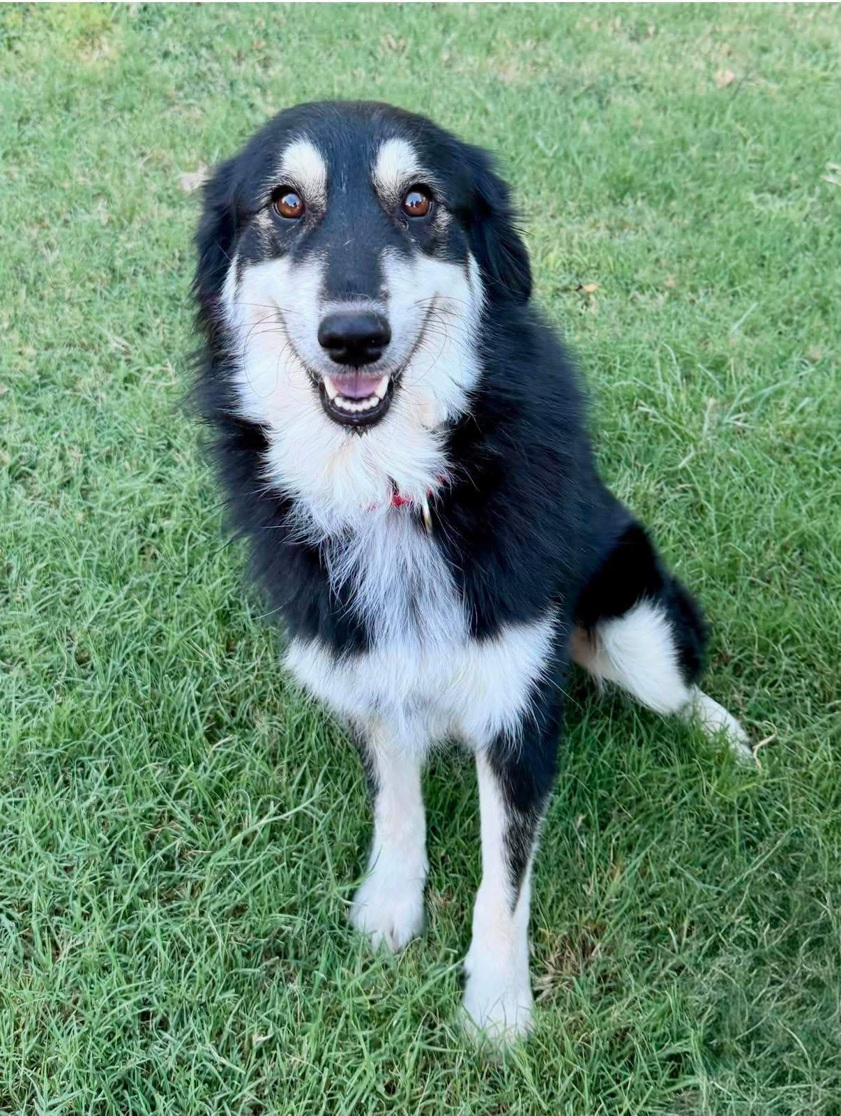 Jorgia, a ADOPTABLE mixed breed in Tulsa, OK image 1/6