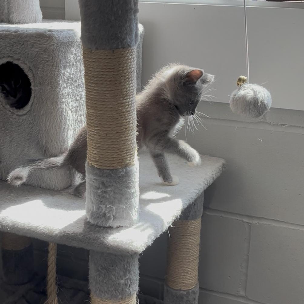 Smokey, a Adoptable Domestic Short Hair in Richmond Hill, GA image 1/6
