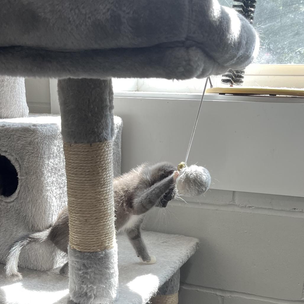 Smokey, a Adoptable Domestic Short Hair in Richmond Hill, GA image 2/6