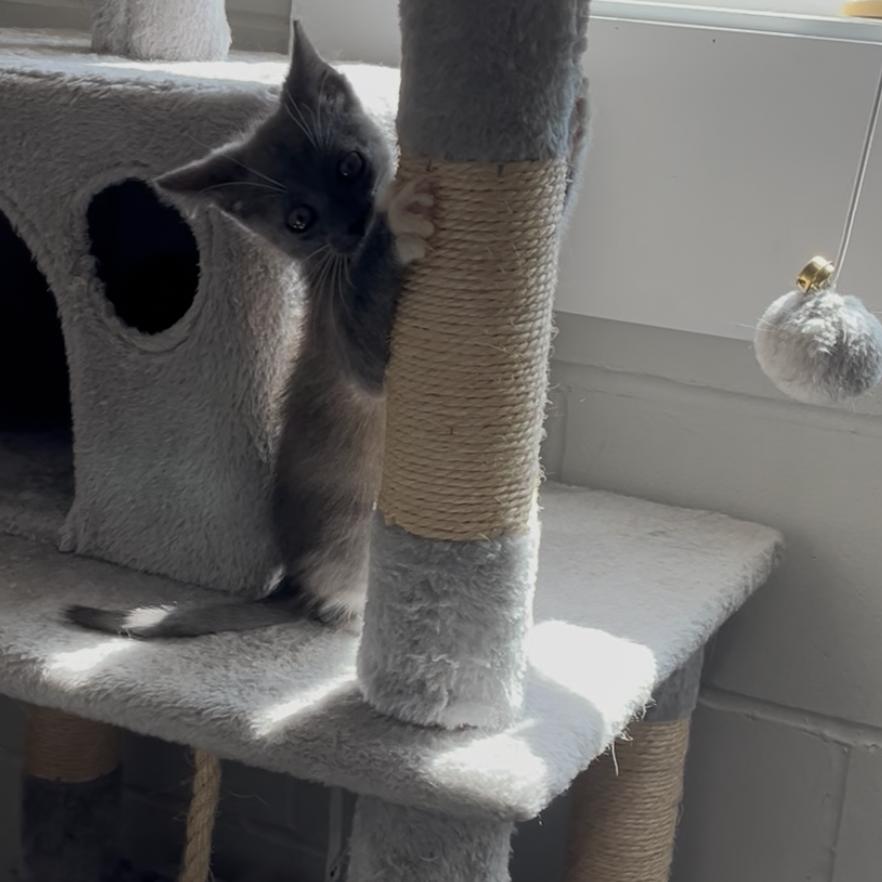 Smokey, a Adoptable Domestic Short Hair in Richmond Hill, GA image 3/6