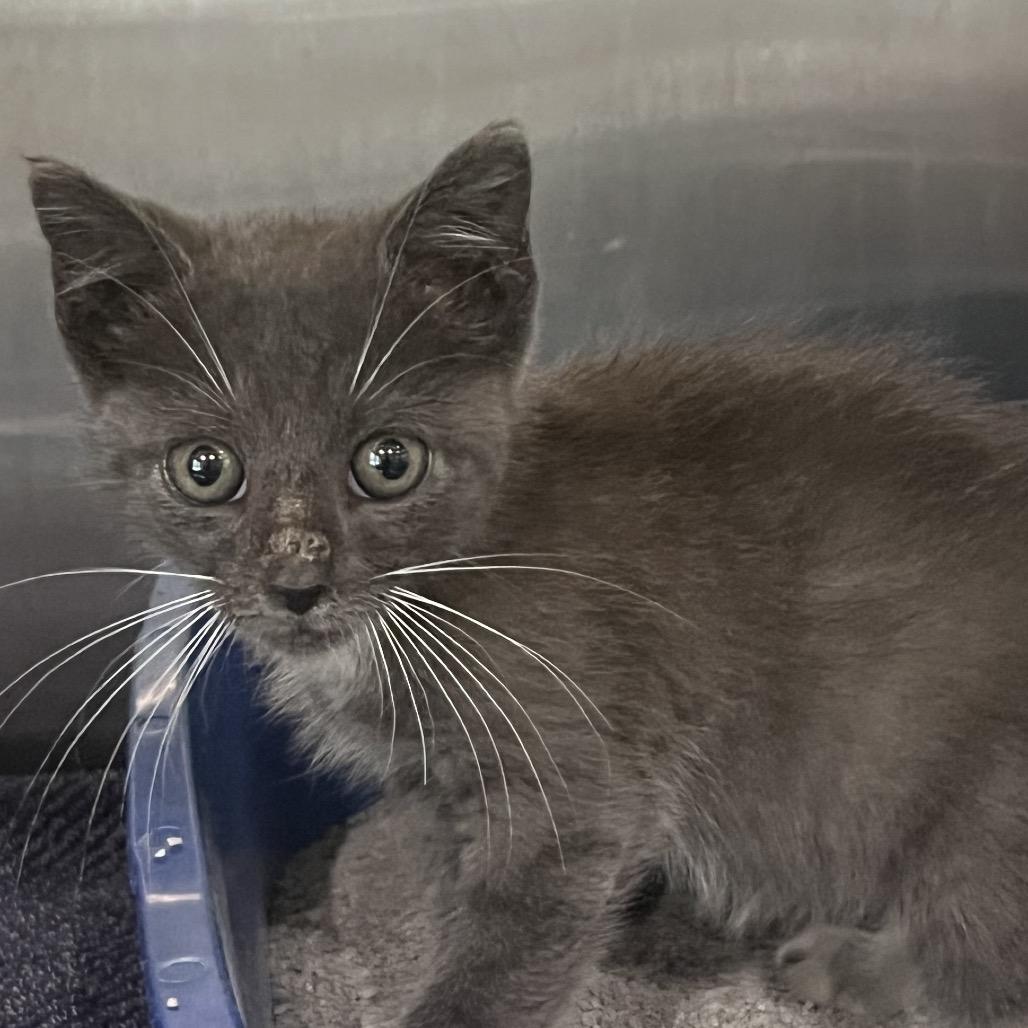 Smokey, a Adoptable Domestic Short Hair in Richmond Hill, GA image 4/6