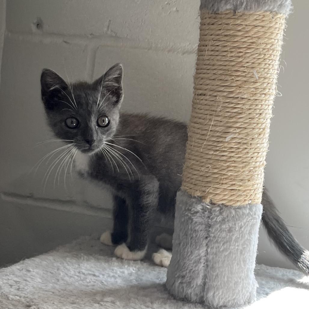 Smokey, a Adoptable Domestic Short Hair in Richmond Hill, GA image 5/6