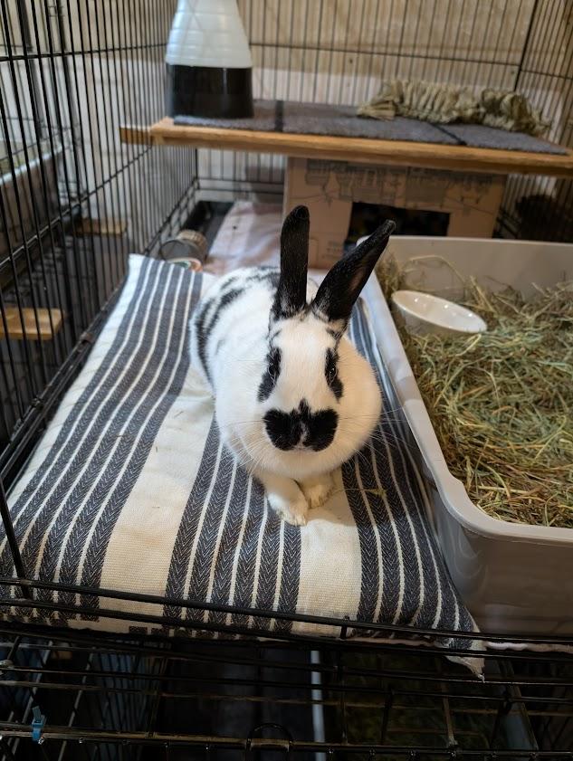 Enlarge Domina, a ADOPTABLE mixed breed in Carnation, WA image 5/5