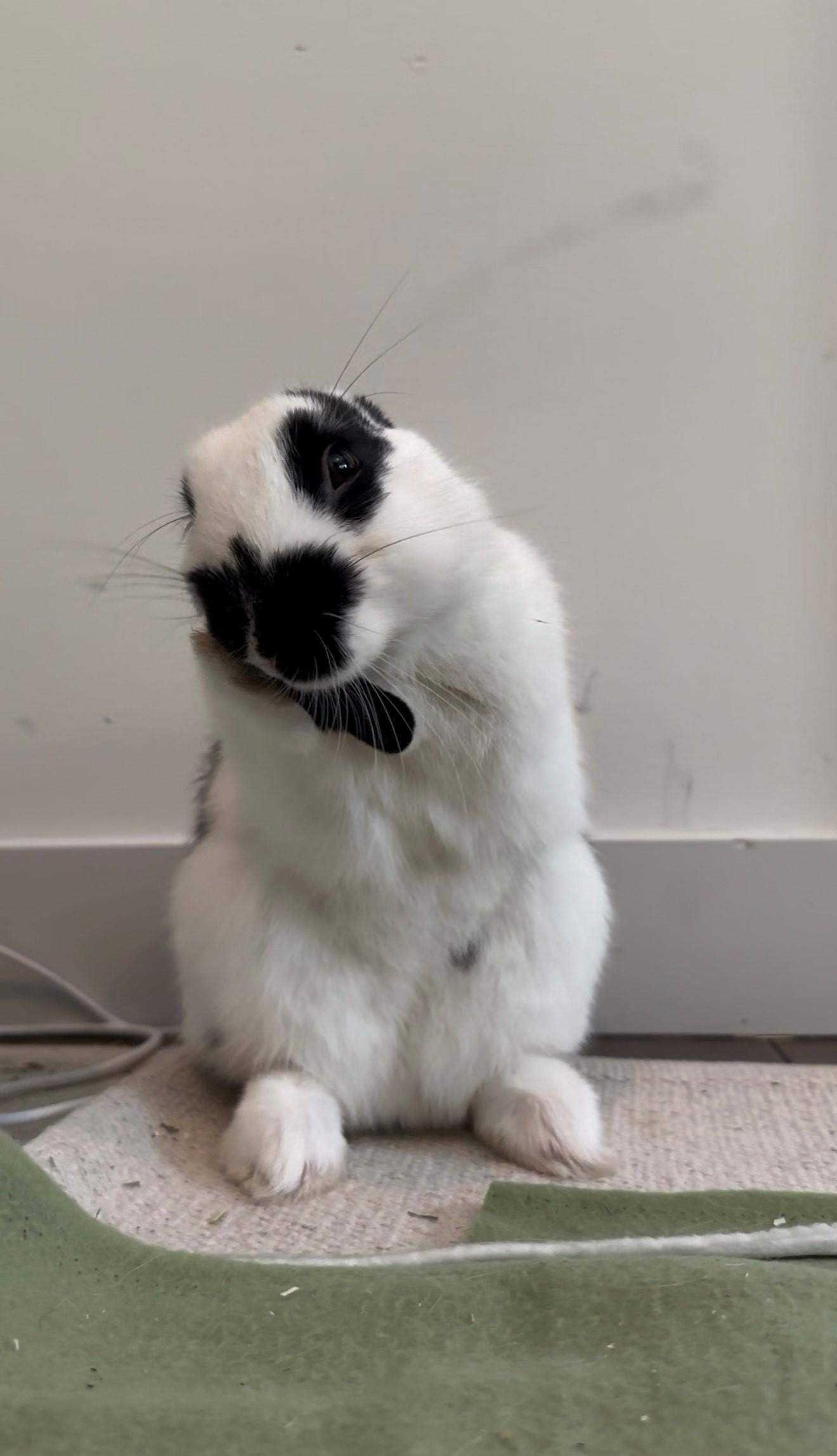 Enlarge Domina, a ADOPTABLE mixed breed in Carnation, WA image 3/5