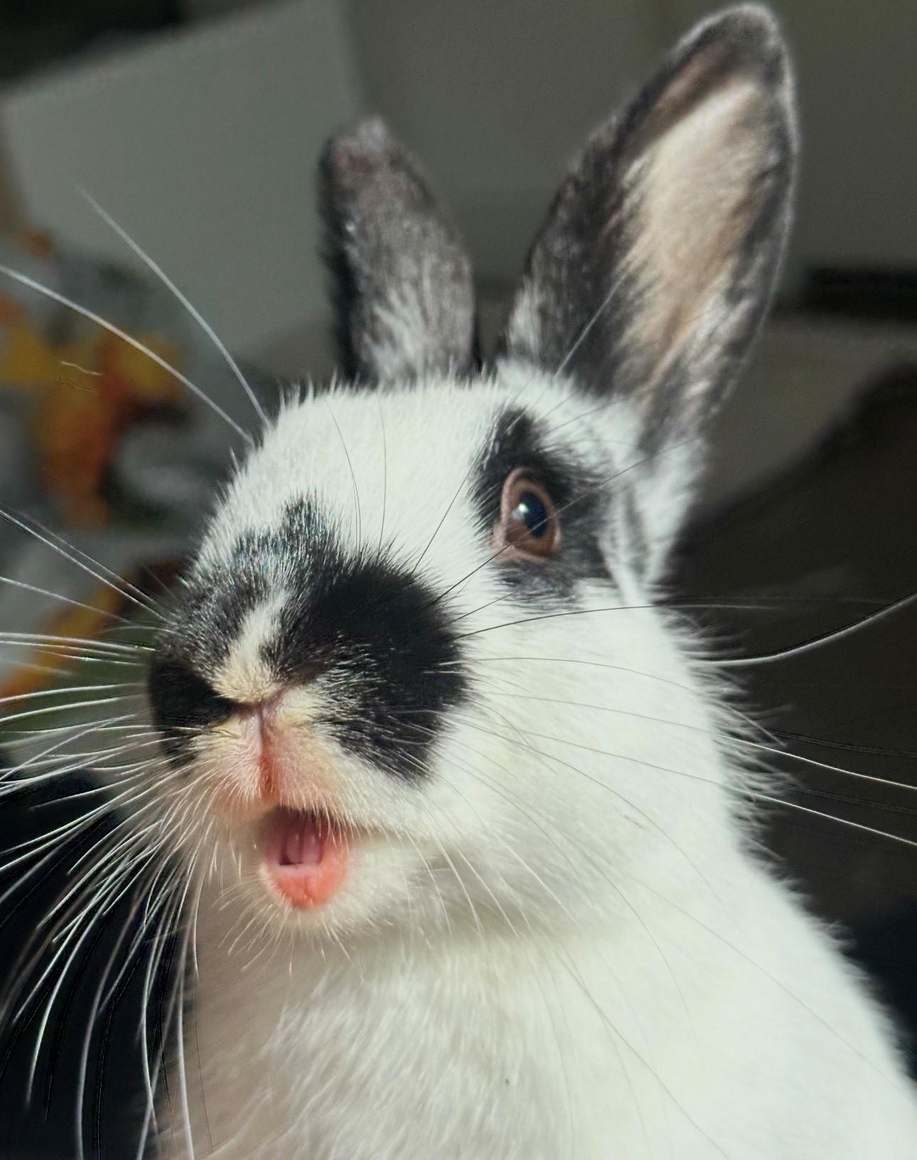 Domina, ADOPTABLE, Young Female American.