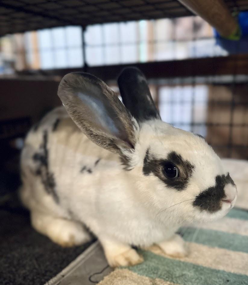 Enlarge Domina, a ADOPTABLE mixed breed in Carnation, WA image 4/5