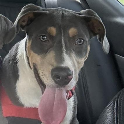 Enlarge Valentino, a ADOPTABLE mixed breed in Lancaster, SC image 1/1