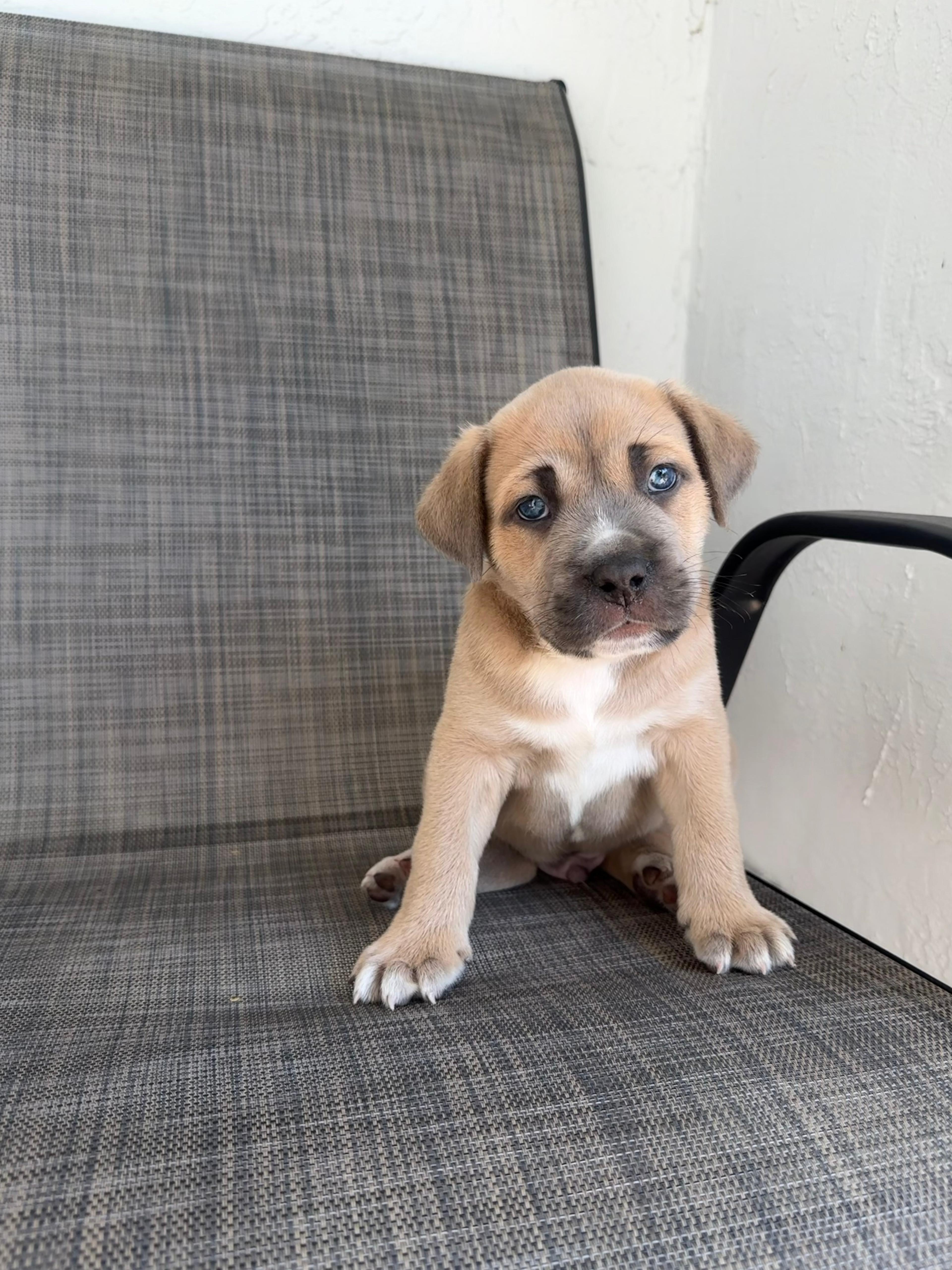 Enlarge Guiness, a ADOPTABLE mixed breed in Sunrise, FL image 1/5