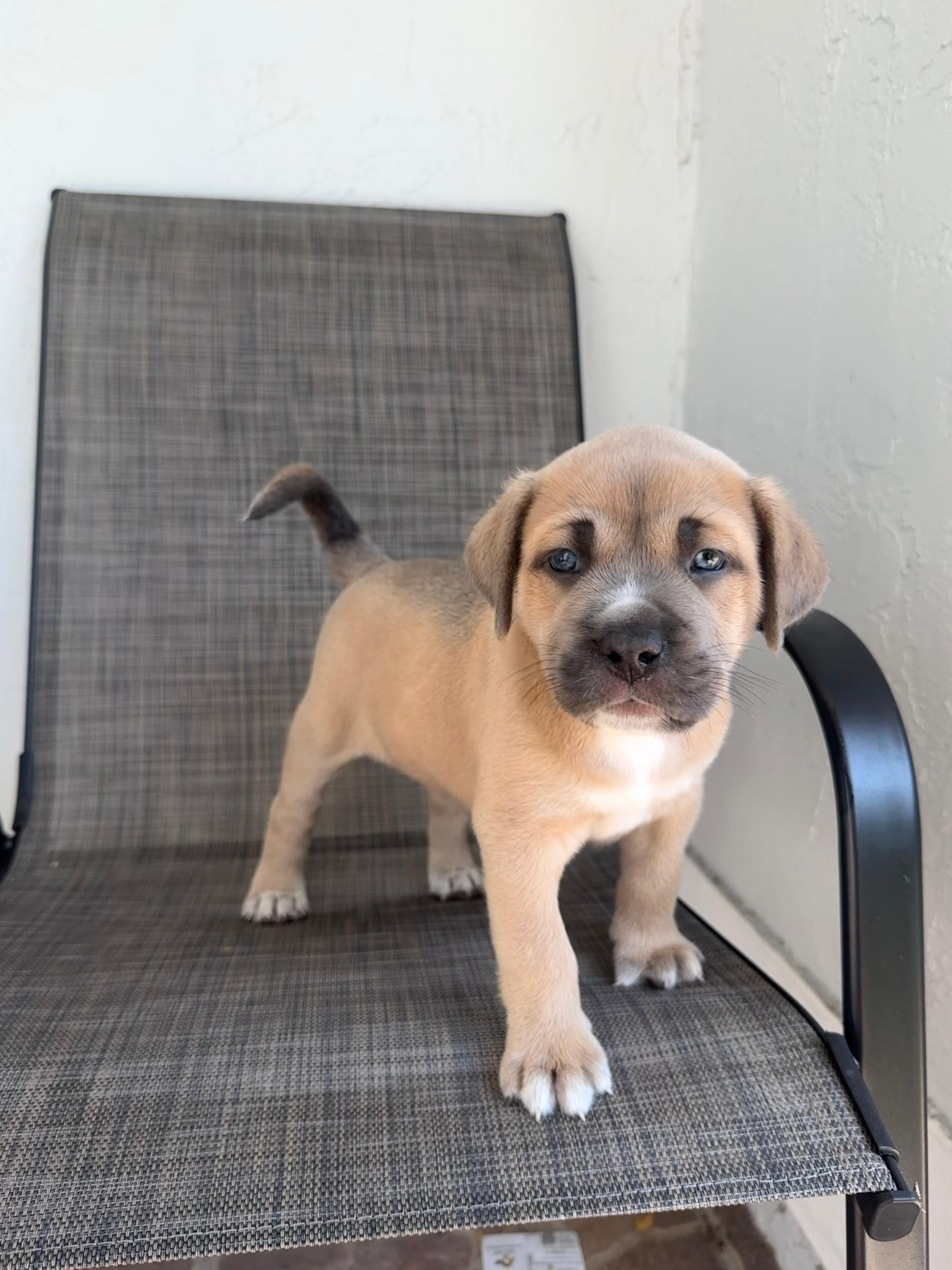 Enlarge Guiness, a ADOPTABLE mixed breed in Sunrise, FL image 3/5