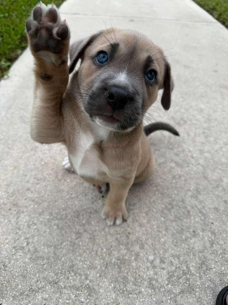 Enlarge Guiness, a ADOPTABLE mixed breed in Sunrise, FL image 5/5