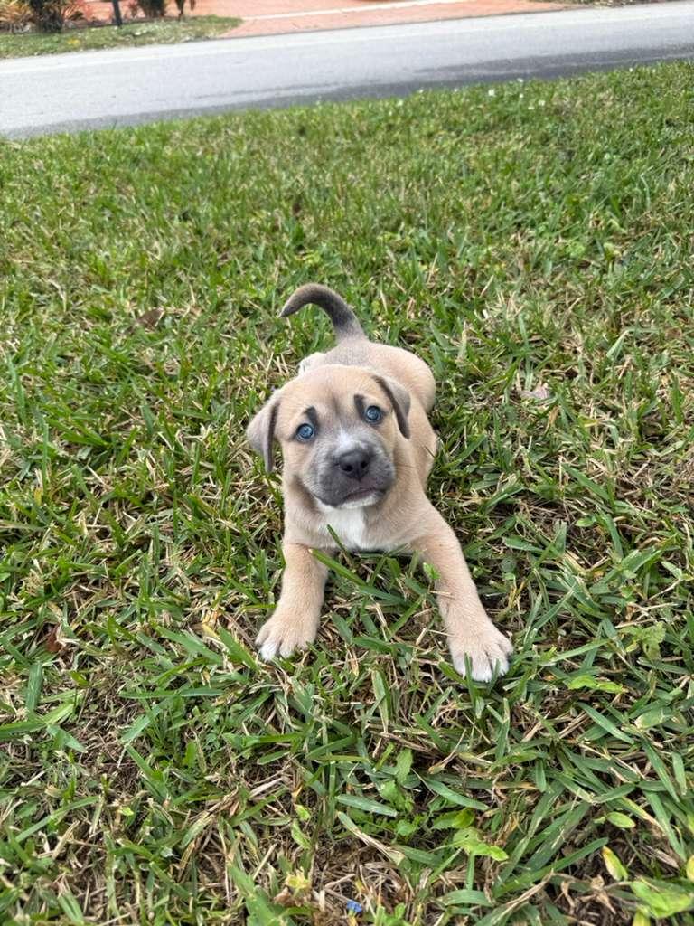 Enlarge Guiness, a ADOPTABLE mixed breed in Sunrise, FL image 4/5