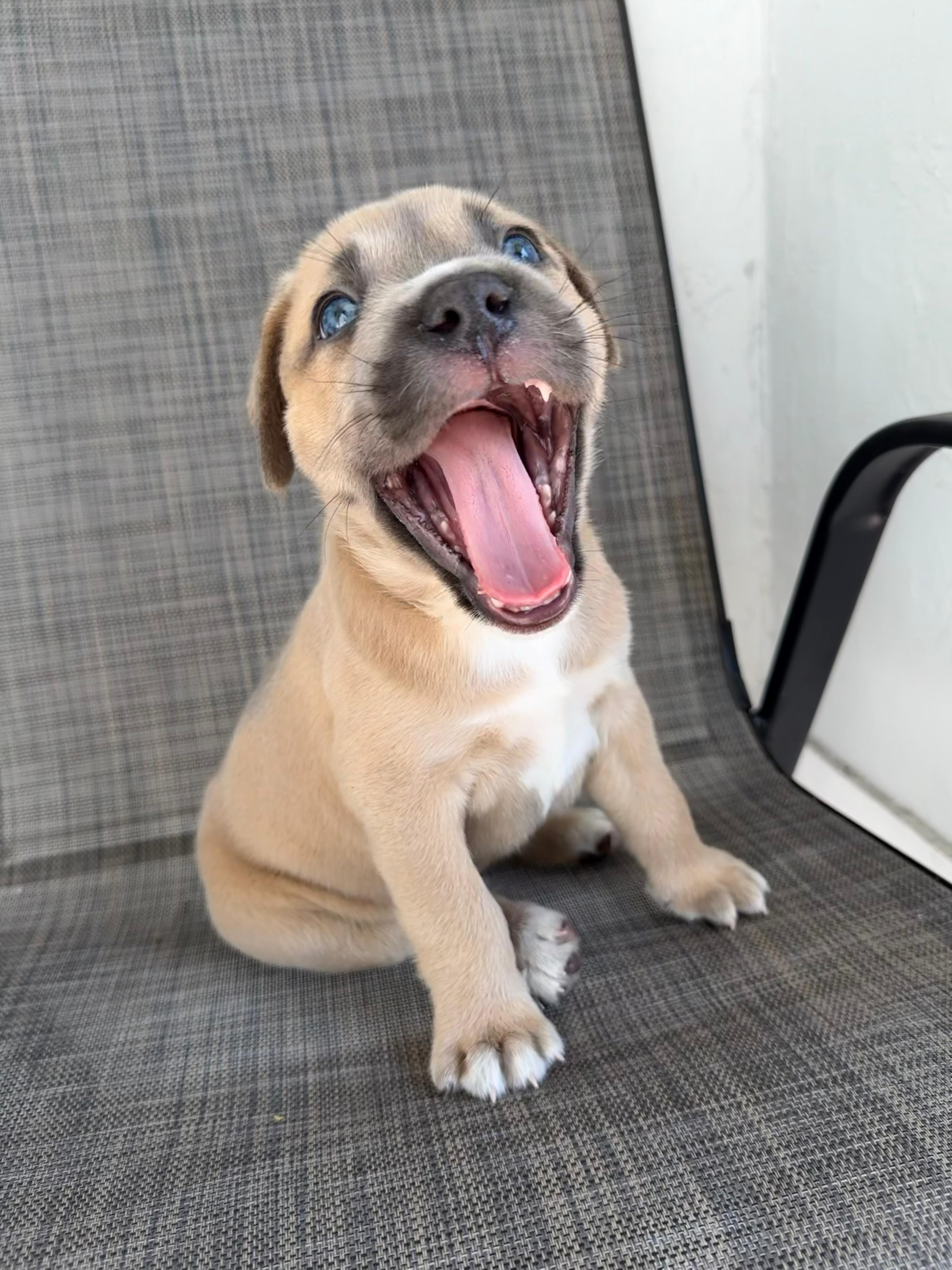 Enlarge Guiness, a ADOPTABLE mixed breed in Sunrise, FL image 2/5