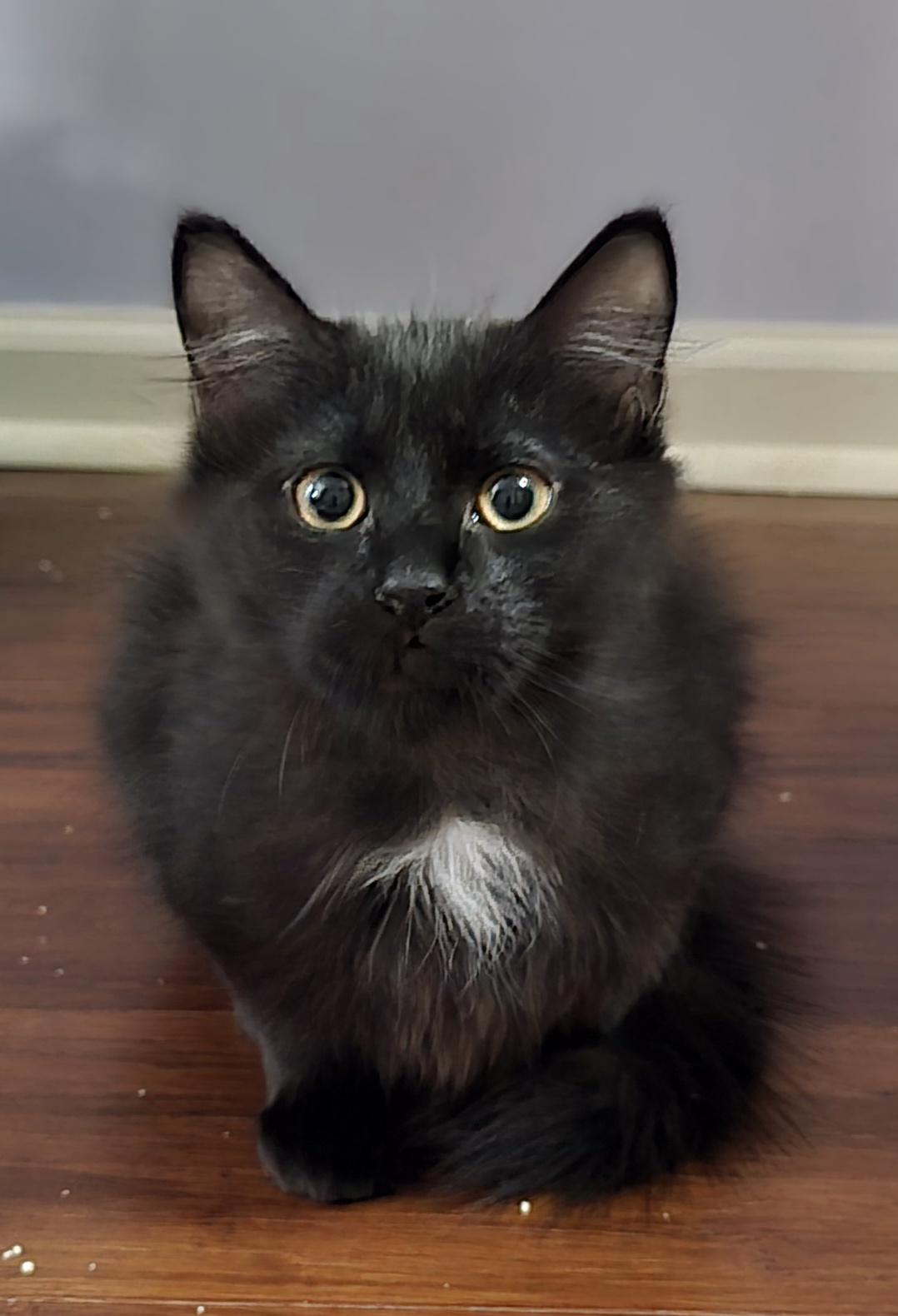 Onyx [bonded with Jet]