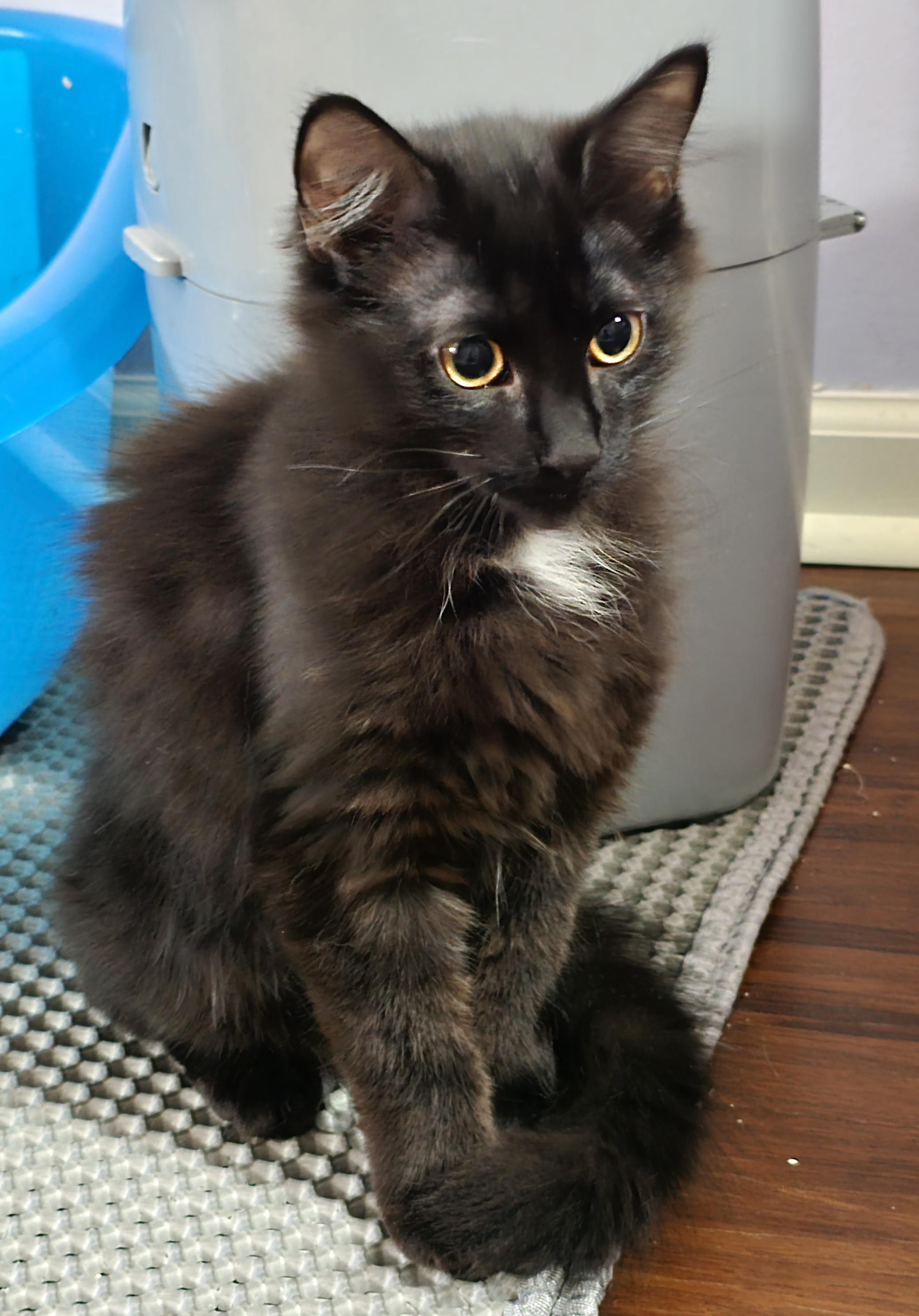 Onyx [bonded with Jet] — thumbnail 3