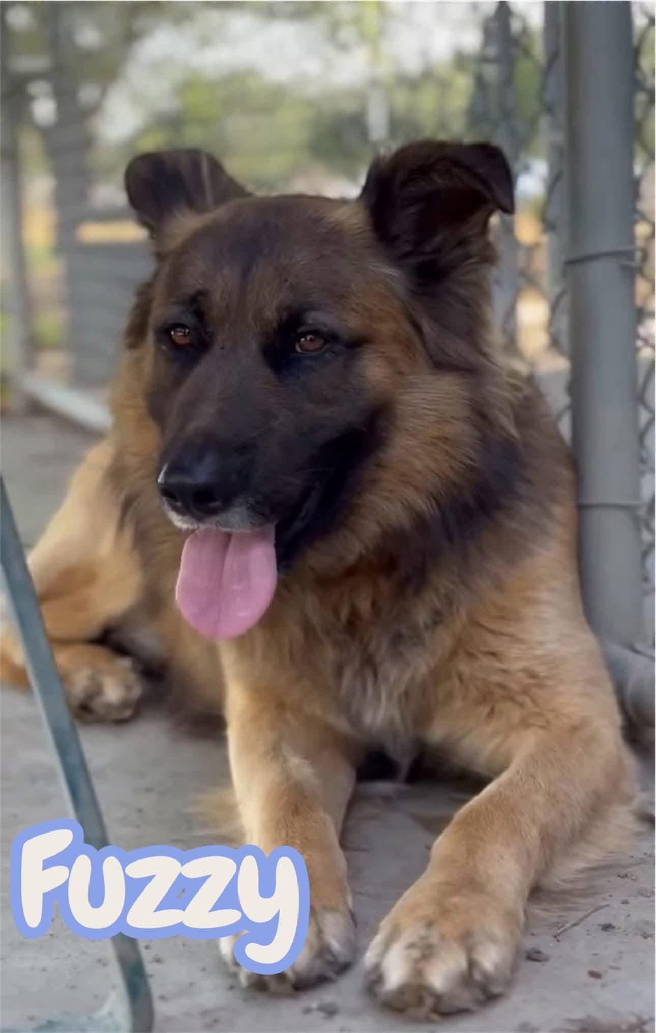 Fuzzy Bear, a ADOPTABLE mixed breed in Lafayette, CA image 3/3