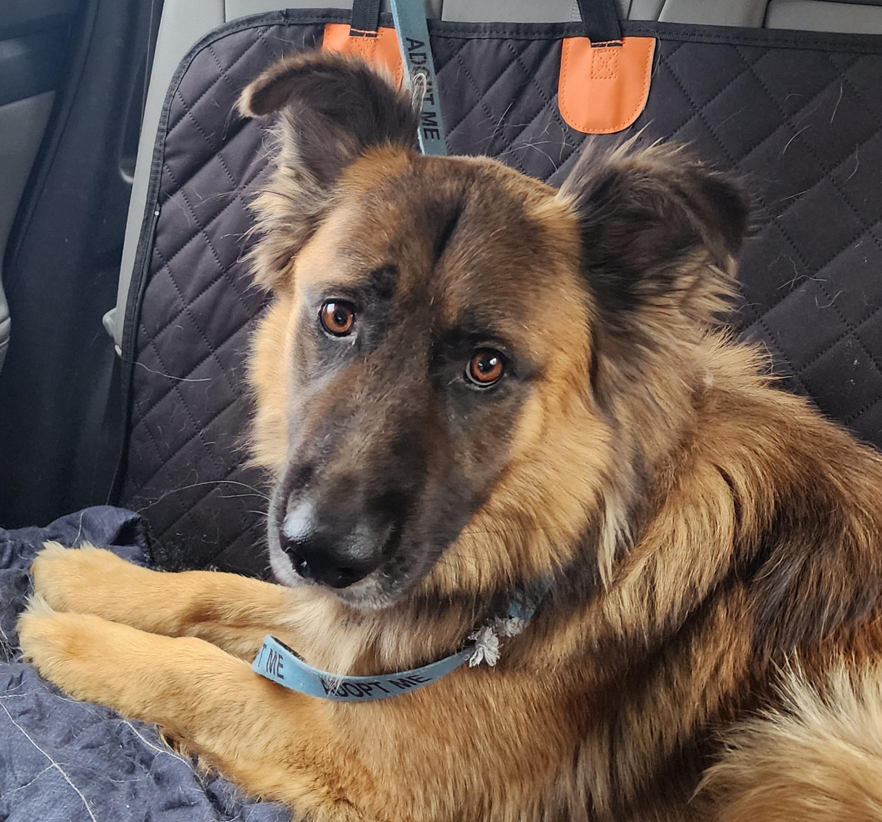 Fuzzy Bear, a ADOPTABLE mixed breed in Lafayette, CA image 2/3