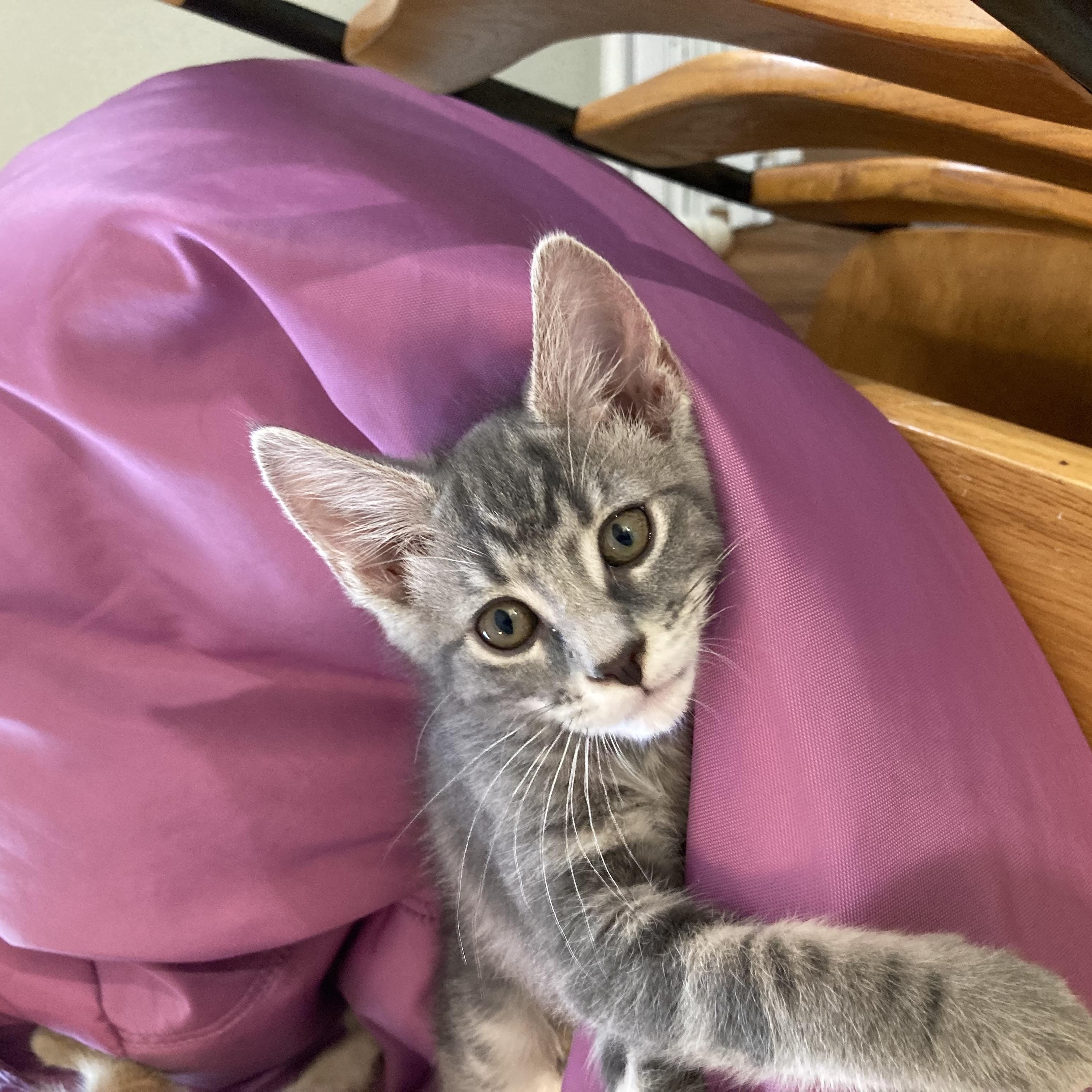 Rory, a Adoptable Domestic Short Hair in Greensboro, NC image 3/4