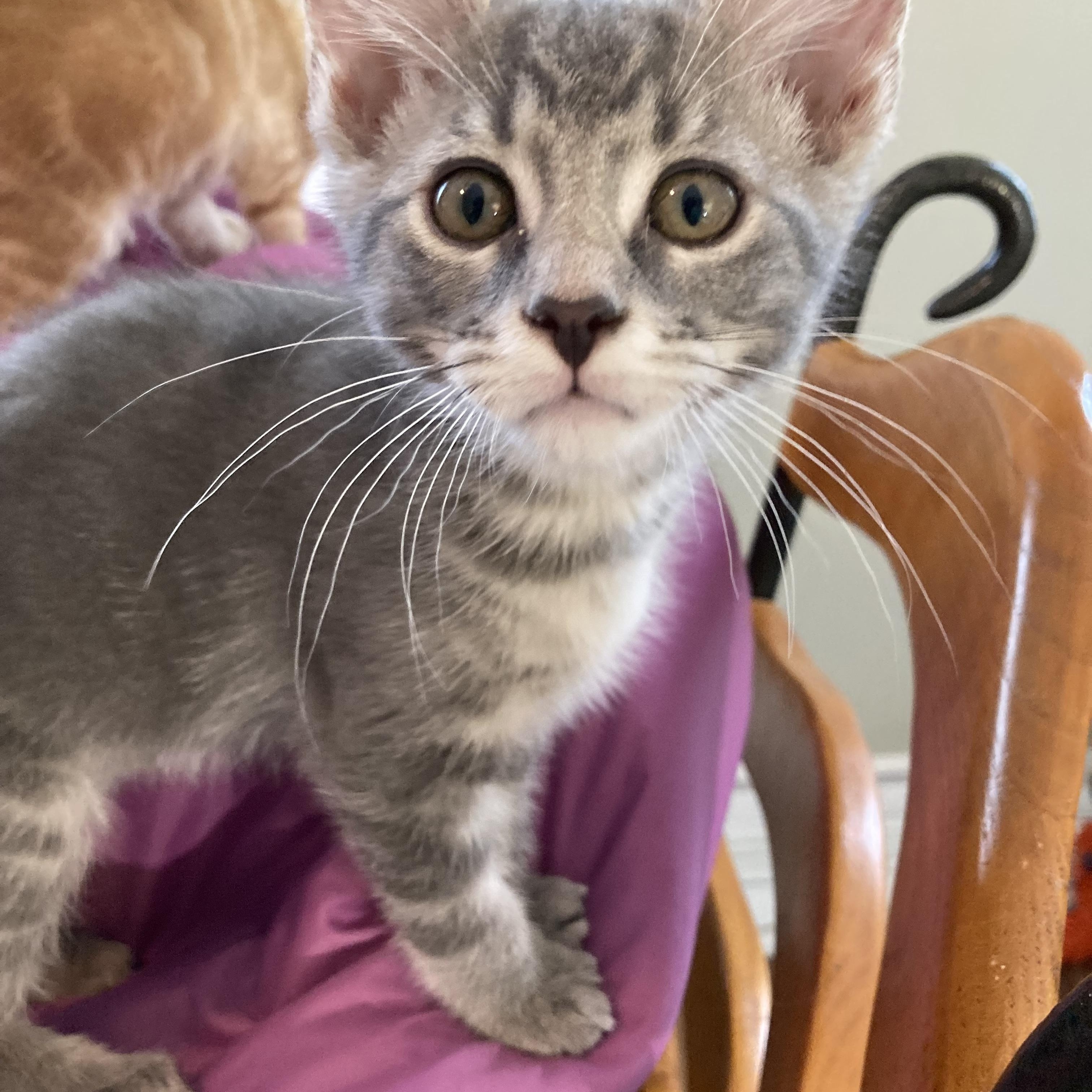 Rory, a Adoptable Domestic Short Hair in Greensboro, NC image 4/4