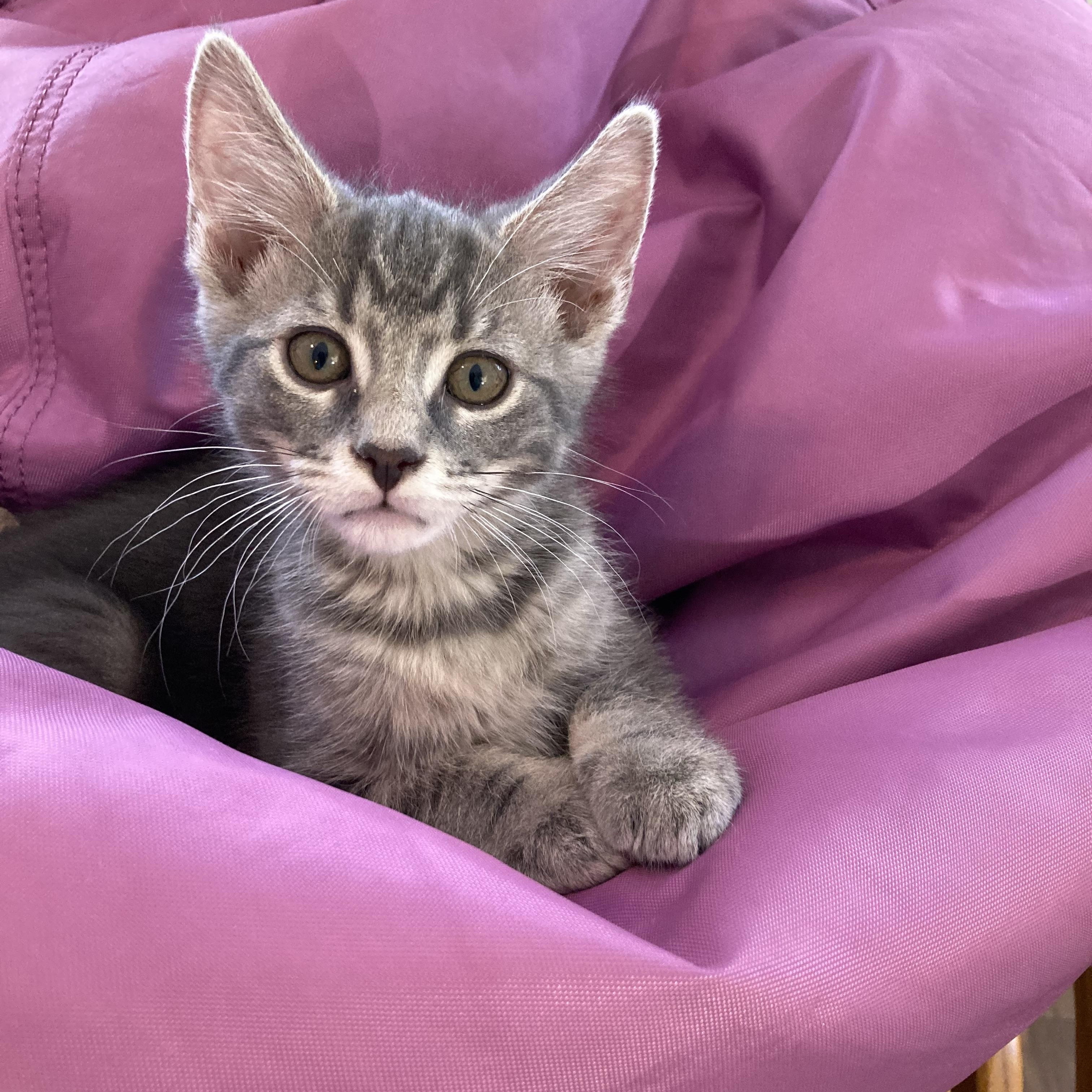 Rory, a Adoptable Domestic Short Hair in Greensboro, NC image 2/4