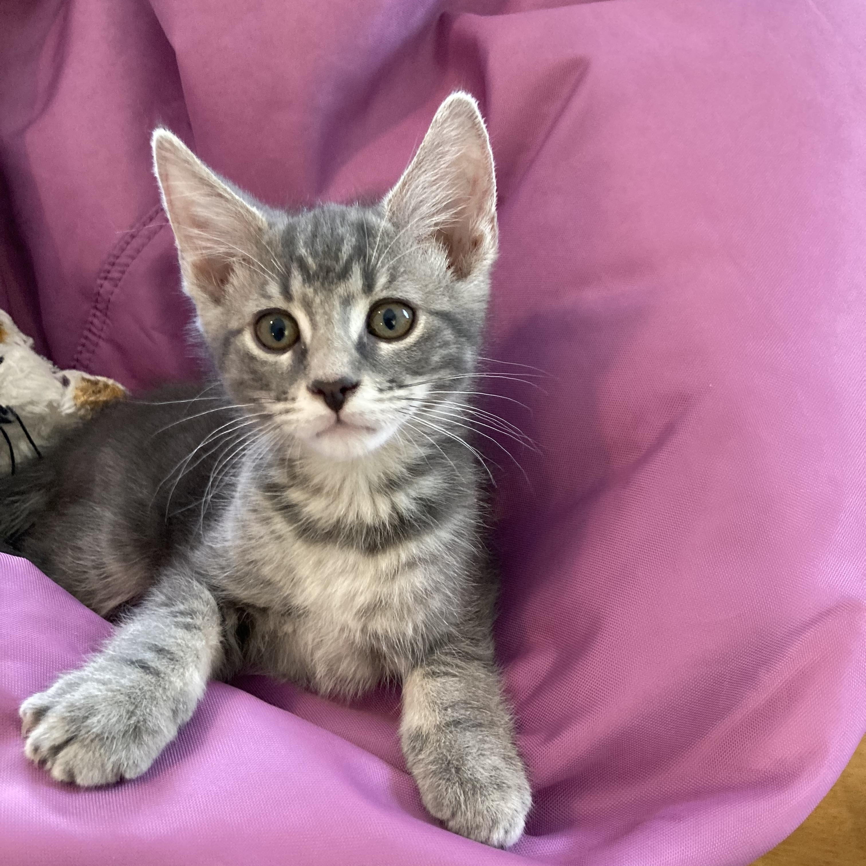 Rory, Adoptable, Kitten Male Domestic Short Hair.
