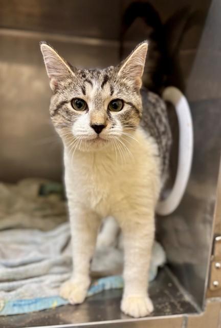 TIPTON, Adoptable, Kitten Male Domestic Short Hair.