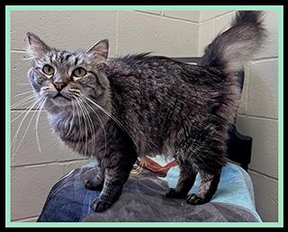 Enlarge EIGHT, a Adoptable Domestic Long Hair in Peoria, IL image 1/1