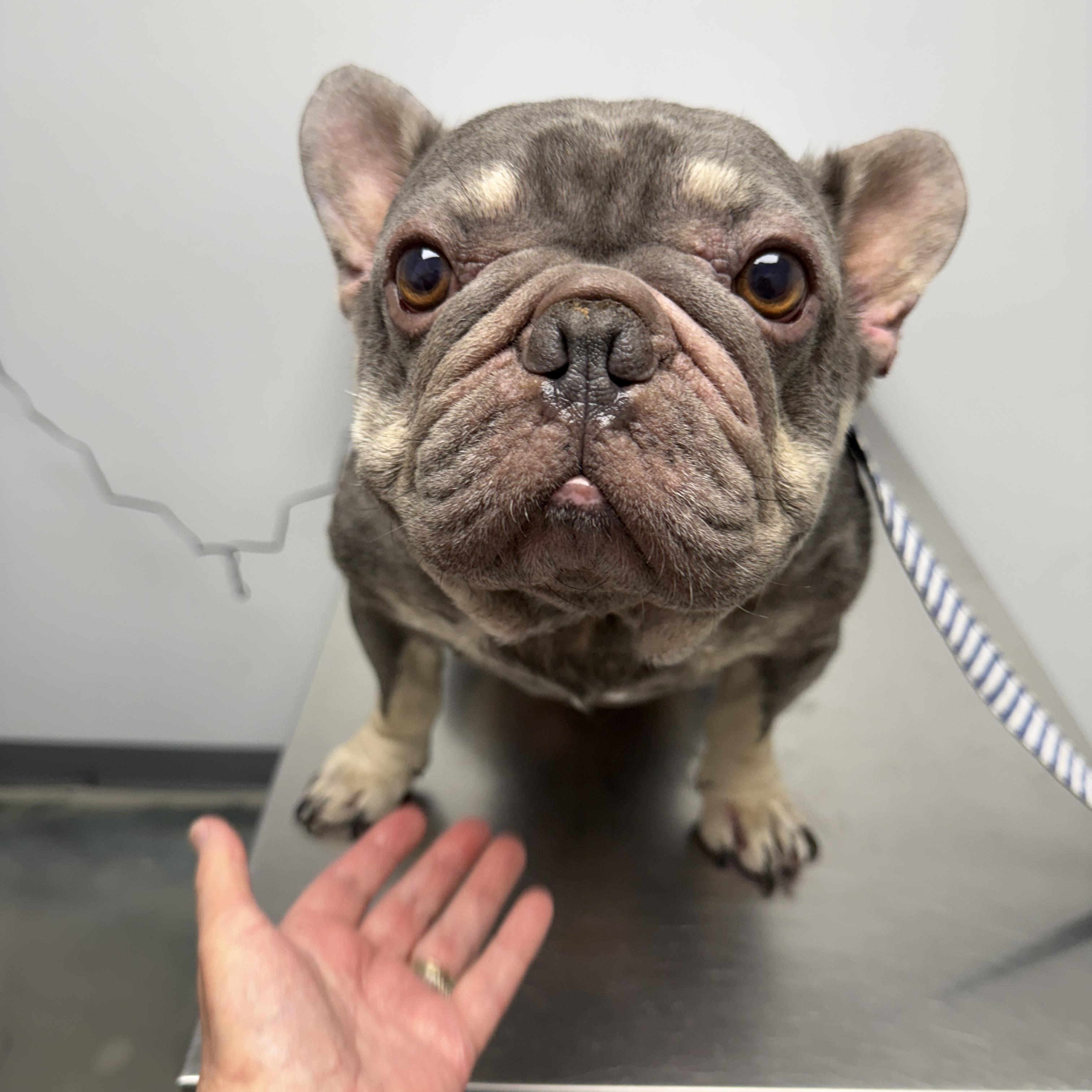 Logan, ADOPTABLE, Adult Male French Bulldog.