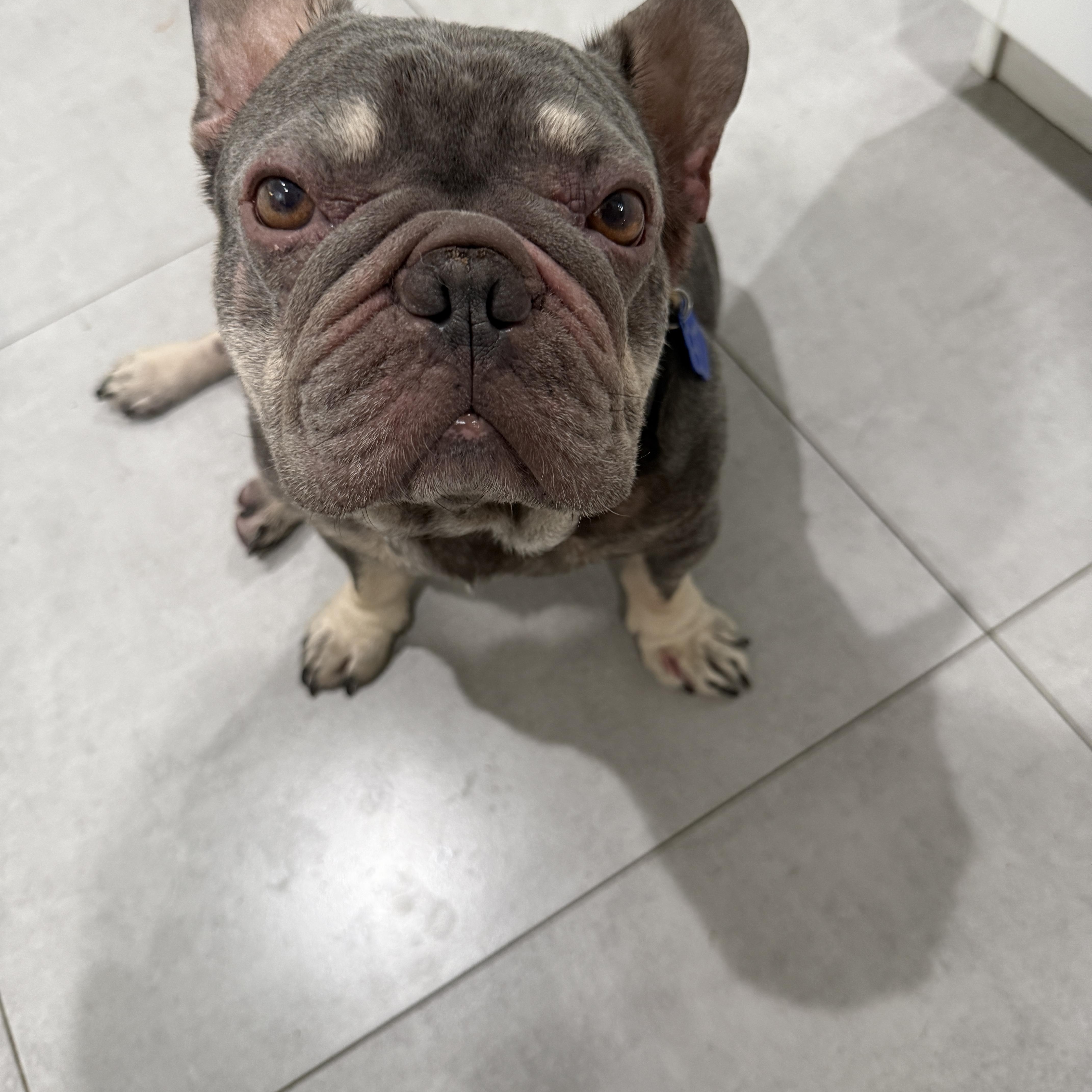 Enlarge Logan, a ADOPTABLE French Bulldog in Plantation, FL image 3/5