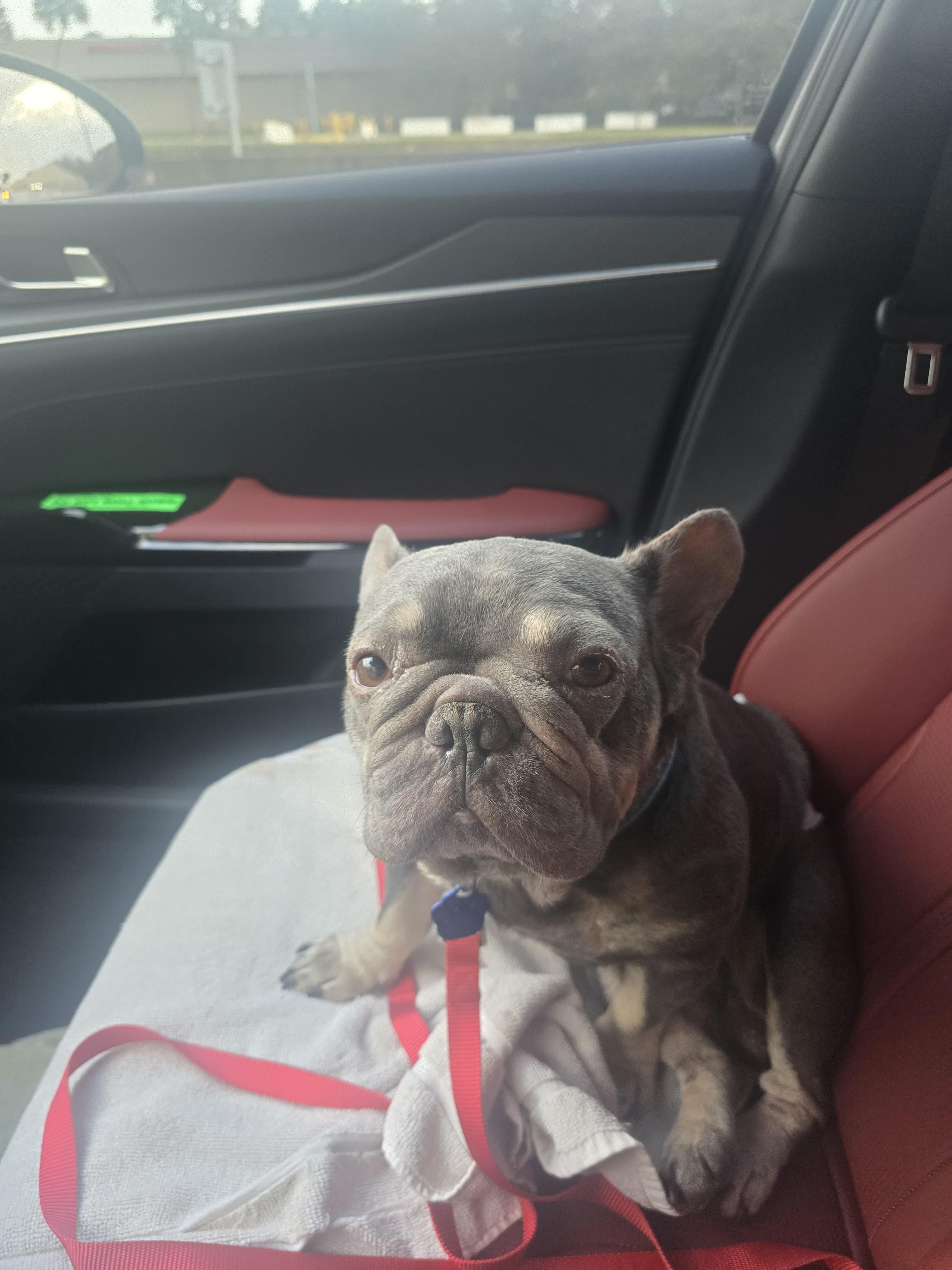 Enlarge Logan, a ADOPTABLE French Bulldog in Plantation, FL image 2/5